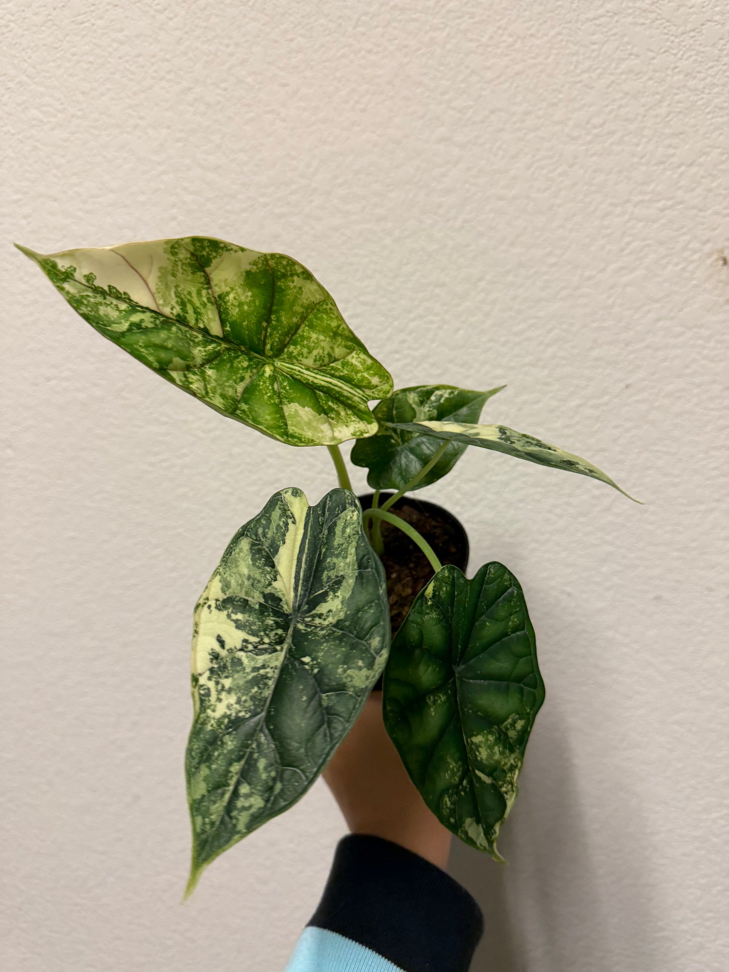 Alocasia baginda 'Dragon Scale' variegated plant