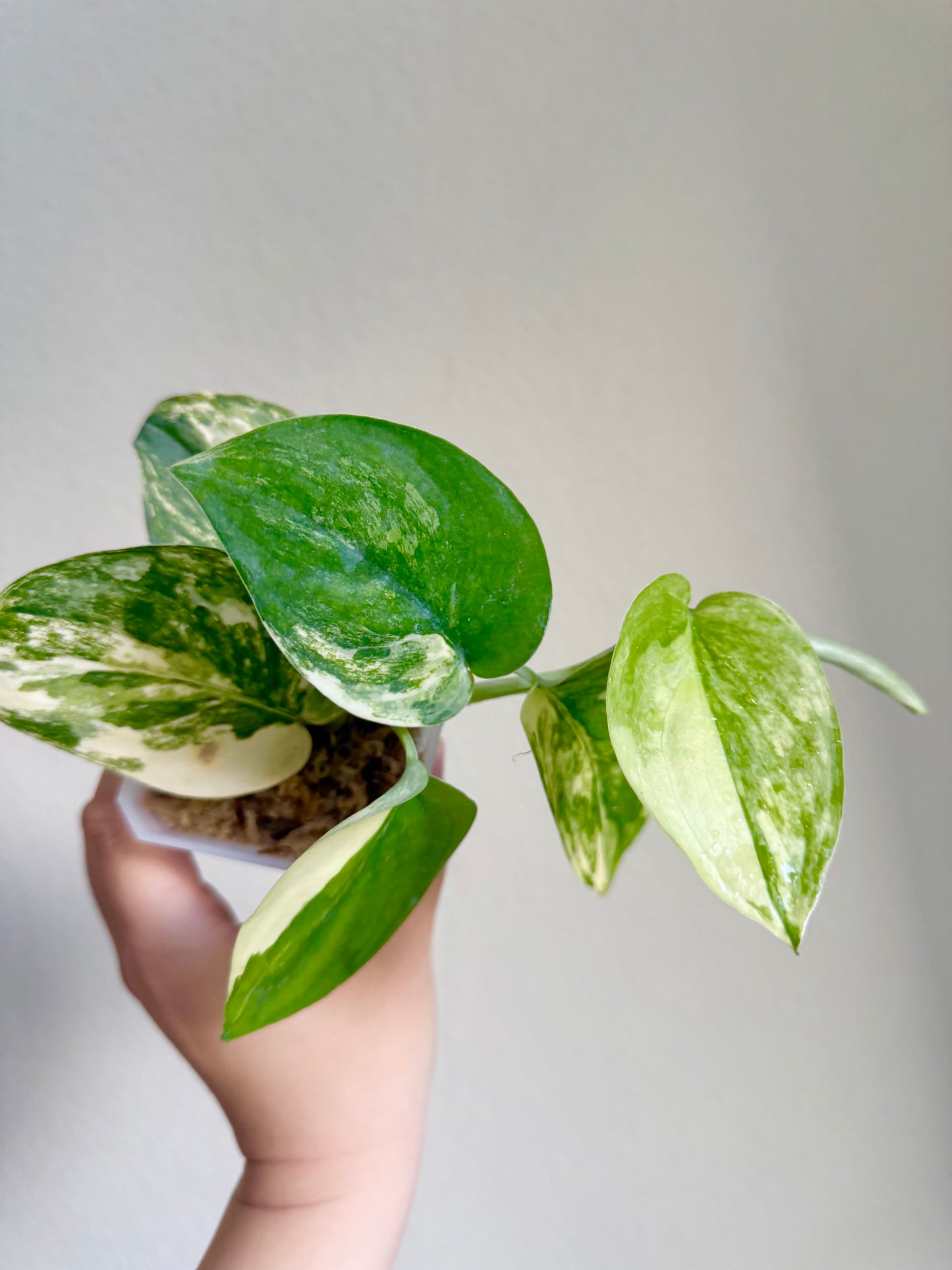 Scindapsus Jade Satin Variegated Plant - Growers choice