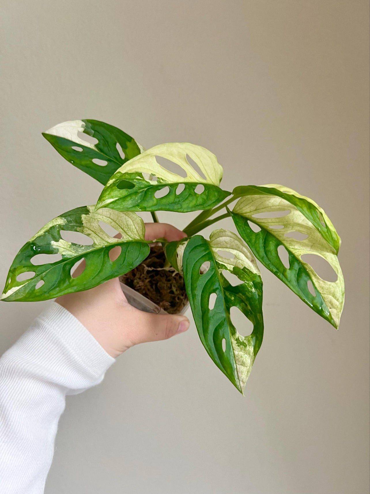 Monstera Adansonii Albo Variegated Plant - Growers choice