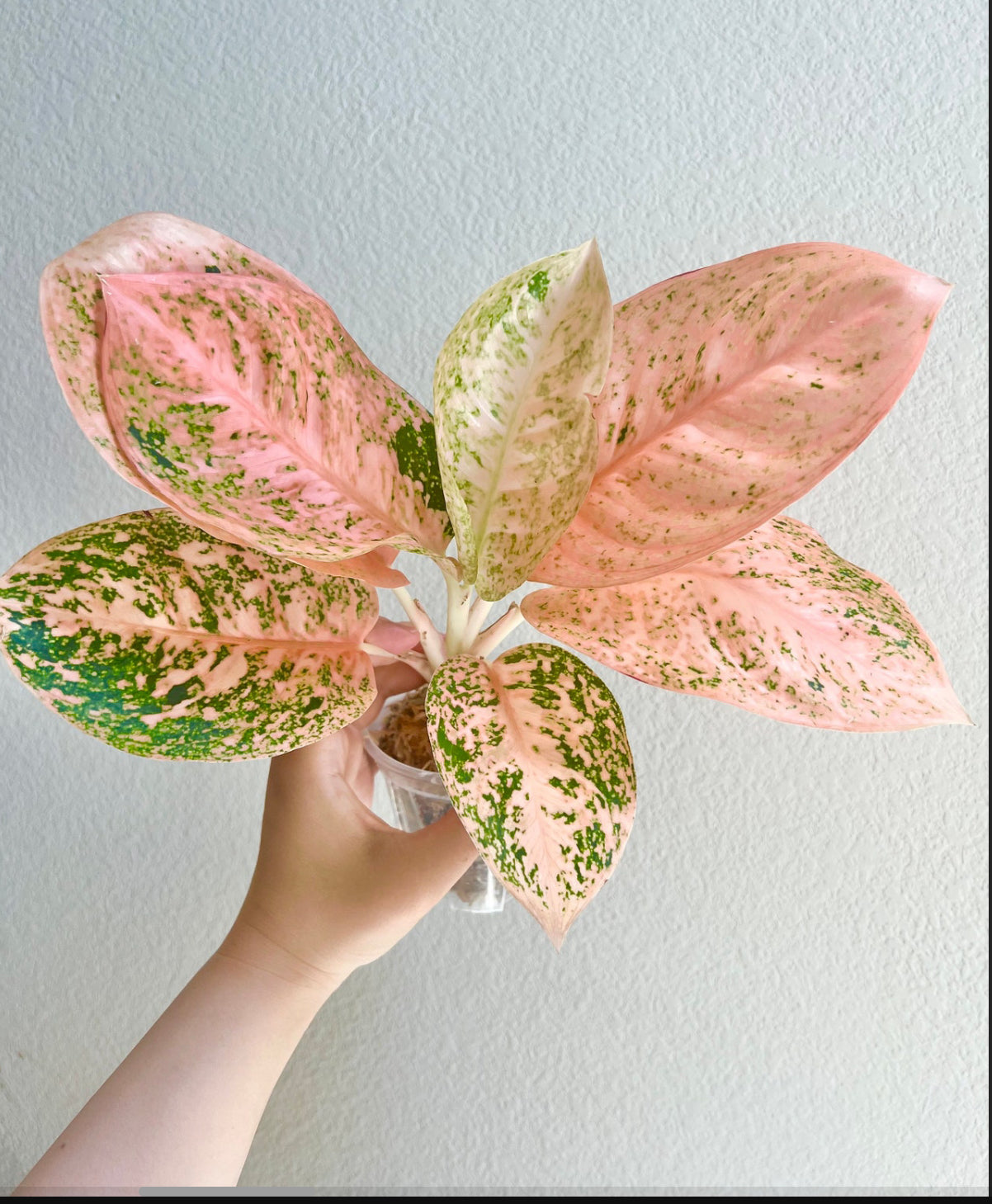 Aglaonema Orange Stardust Plant - Growers Choice