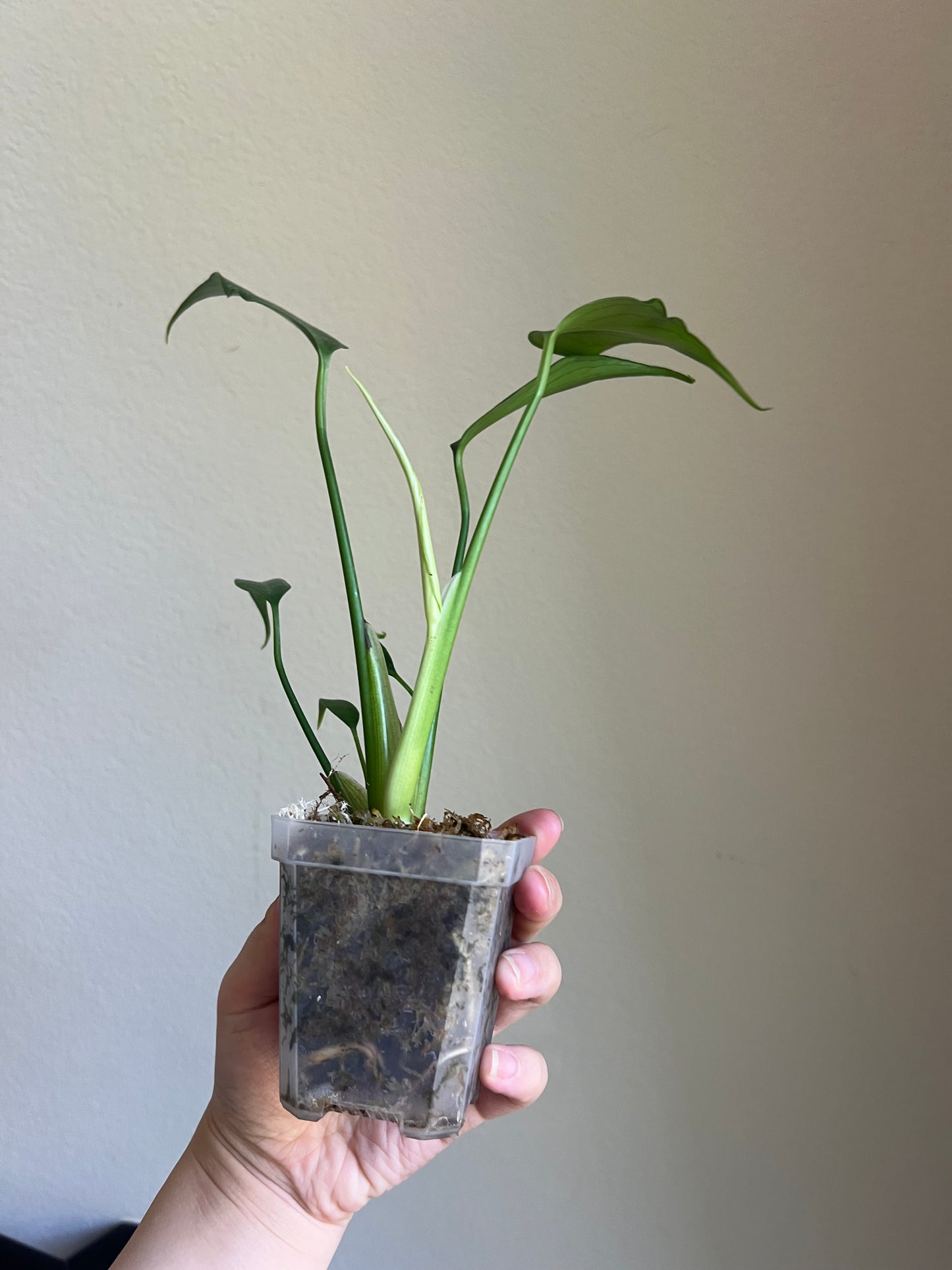 Monstera Burle Marx Flame Plant - Growers choice