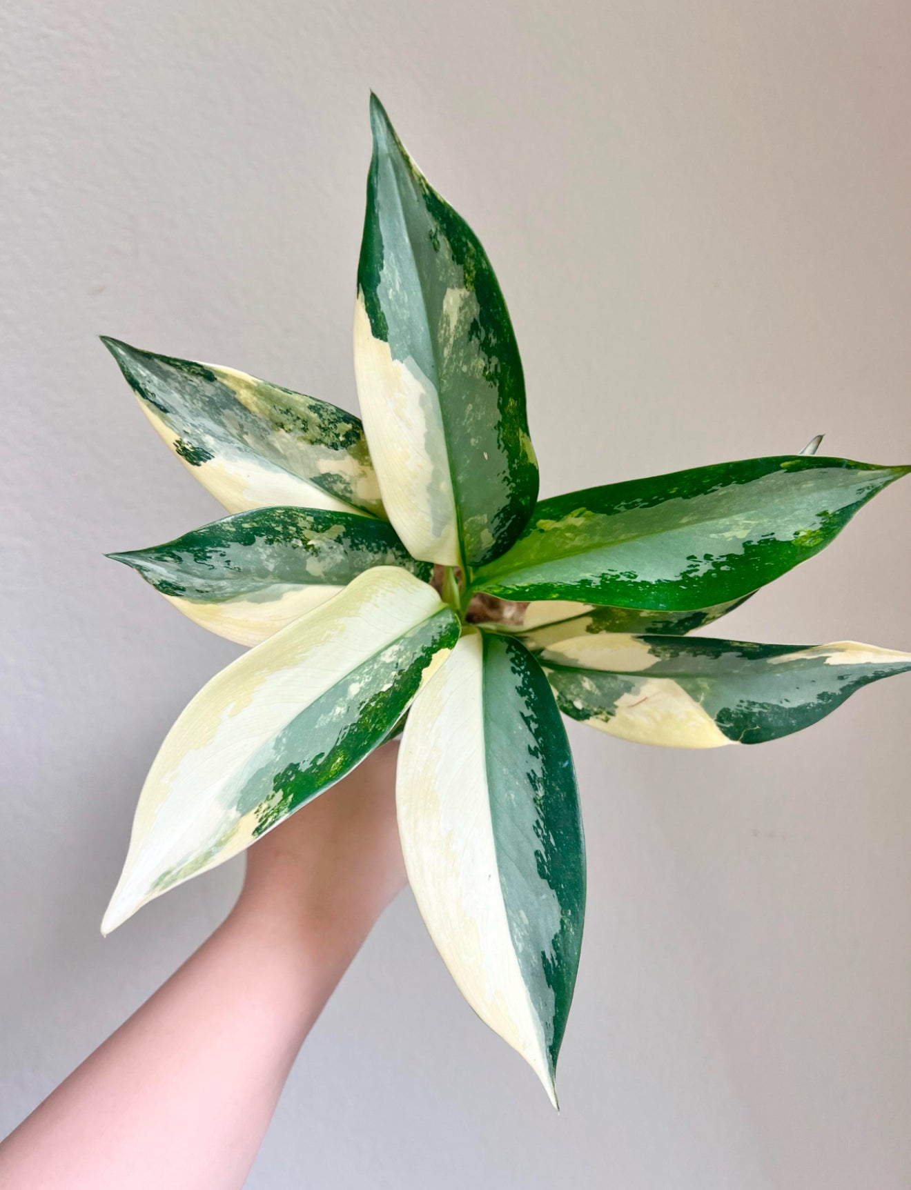 Aglaonema Suwannaphumi Plant - Growers Choice