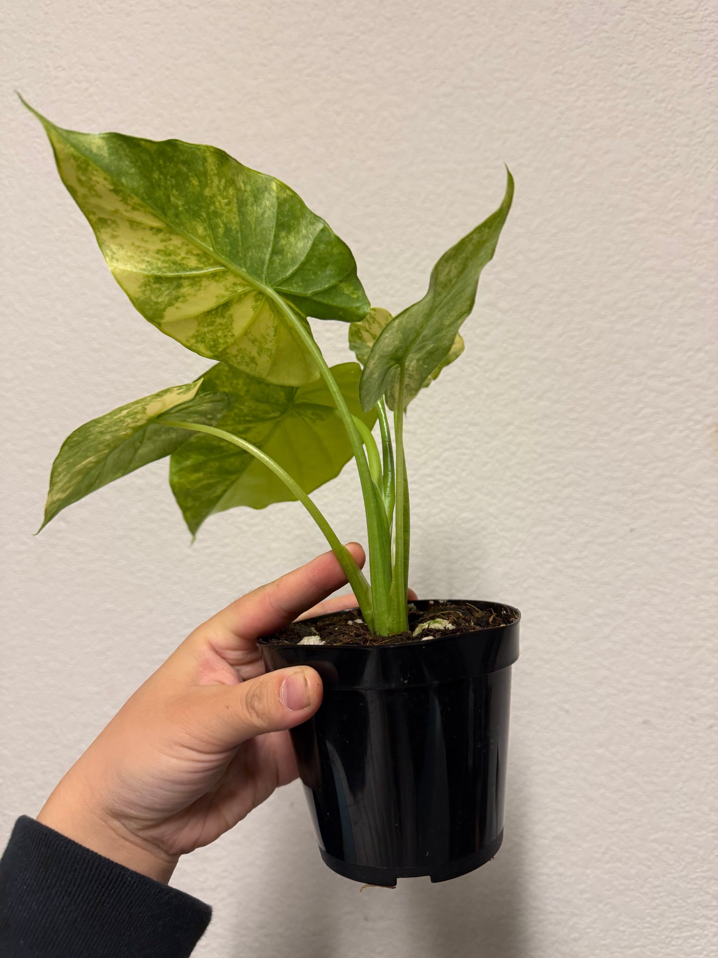 Alocasia gageana Aurea variegated plant