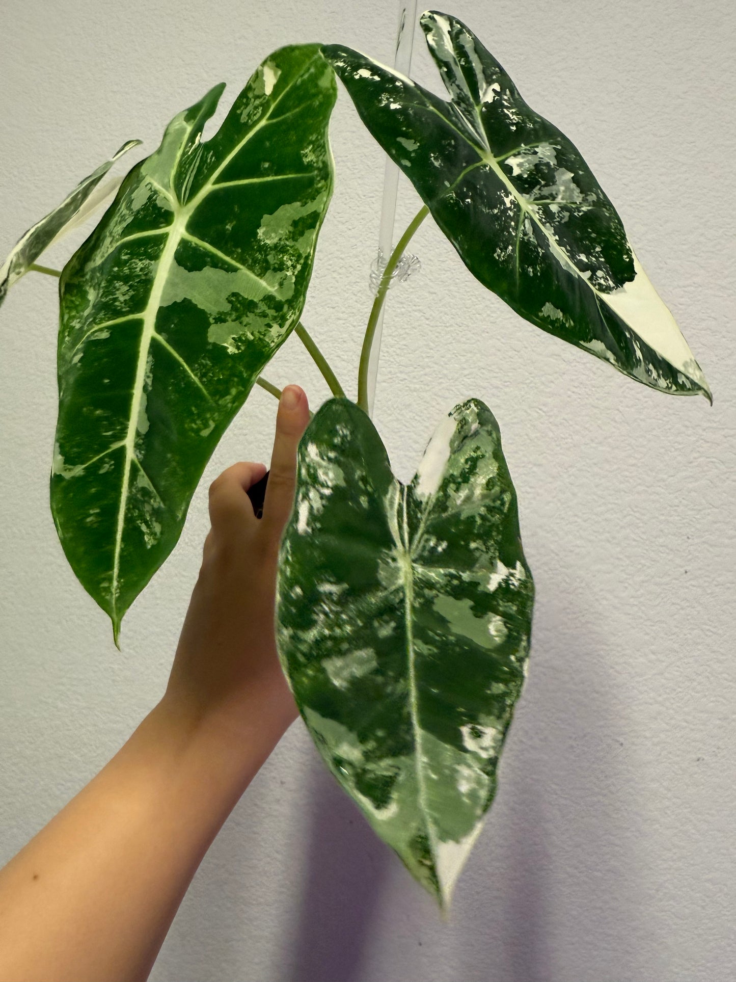 Alocasia frydek variegated plant