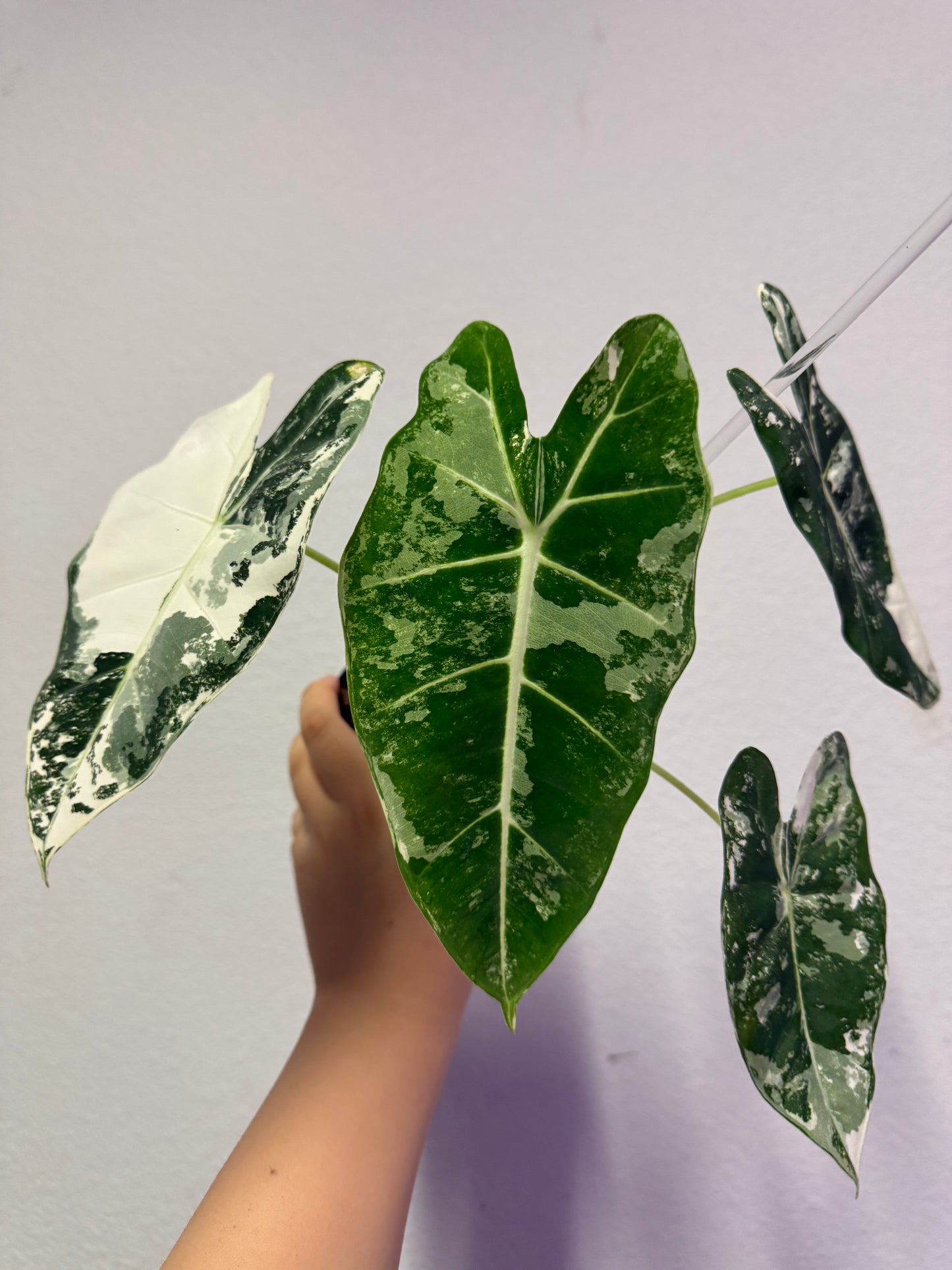 Alocasia frydek variegated plant