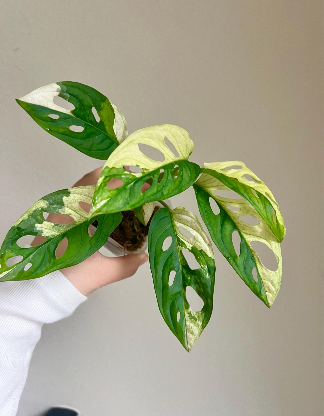 Monstera Adansonii Albo Variegated Plant - Growers choice
