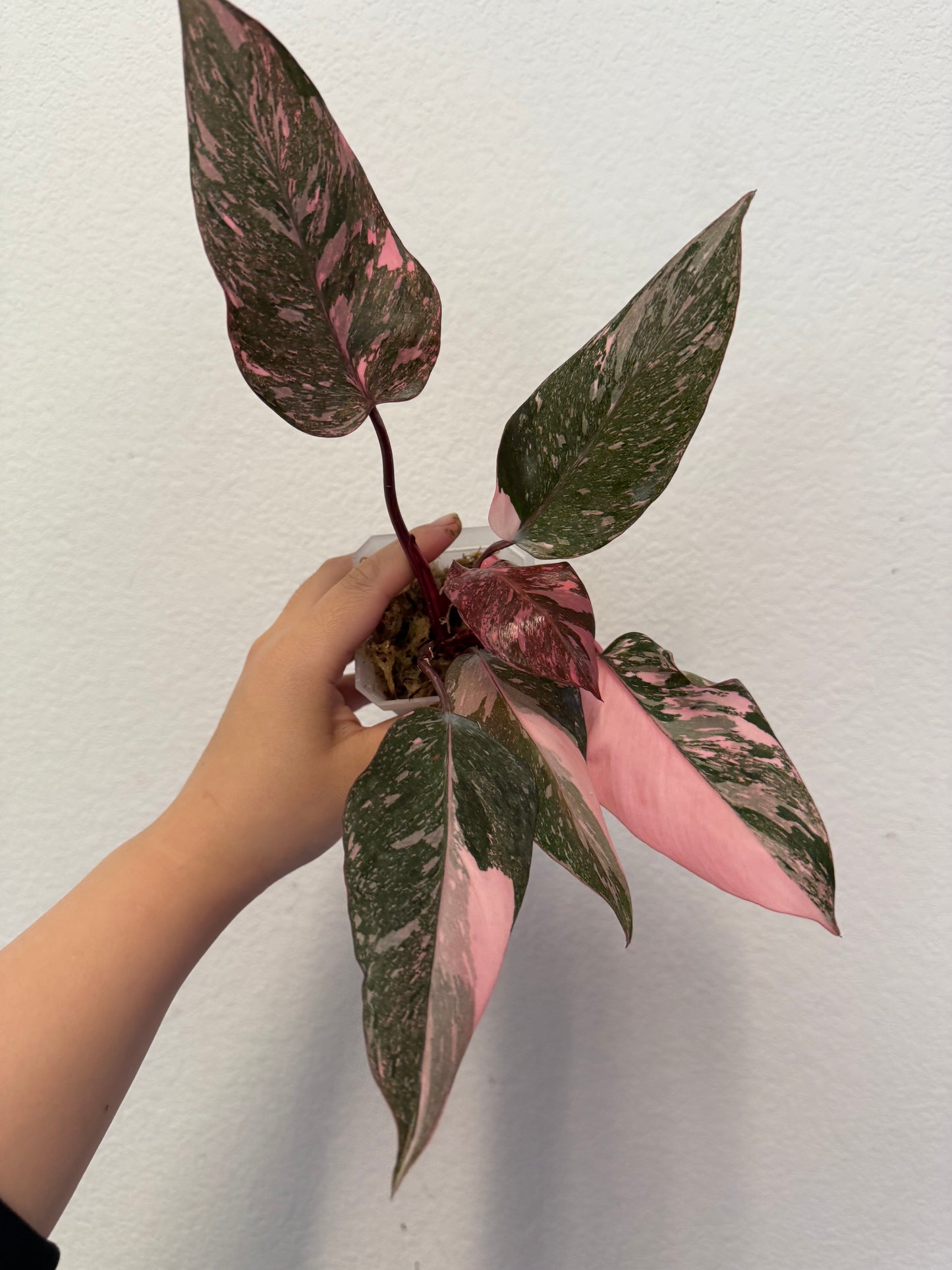 Philodendron Pink Princess Marble Galaxy Plant - Growers Choice