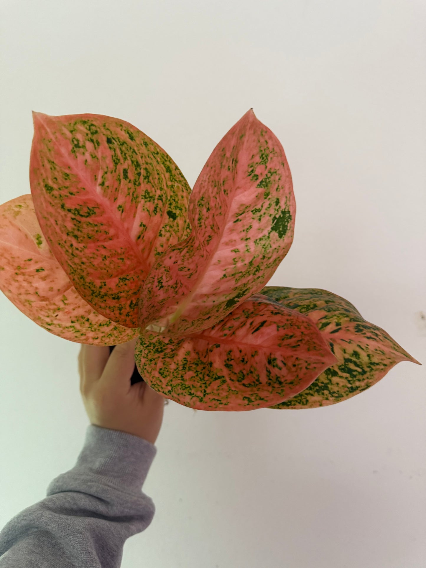 Monstera Burle Marx Flame Plant - Growers choice