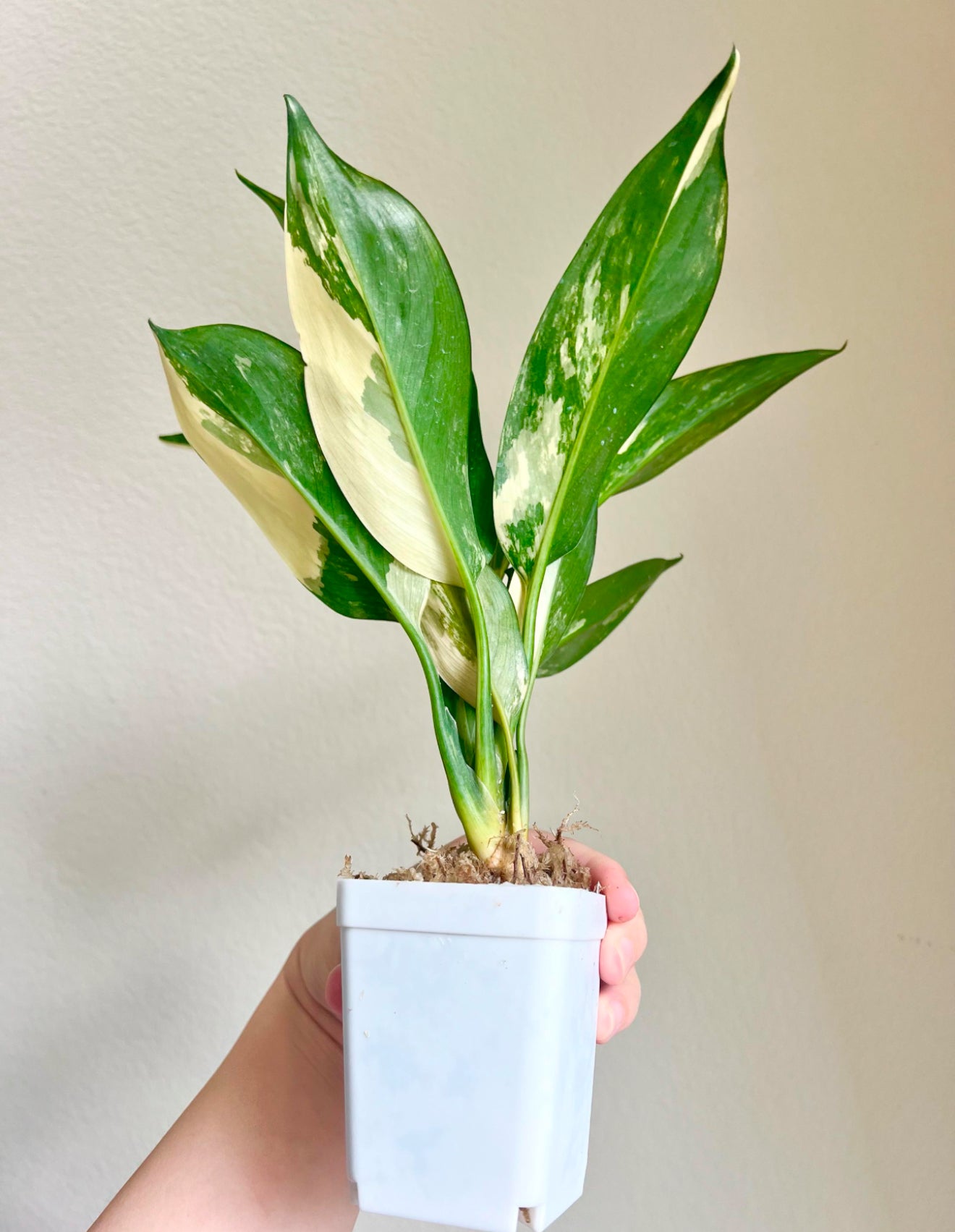 Aglaonema Suwannaphumi Plant - Growers Choice