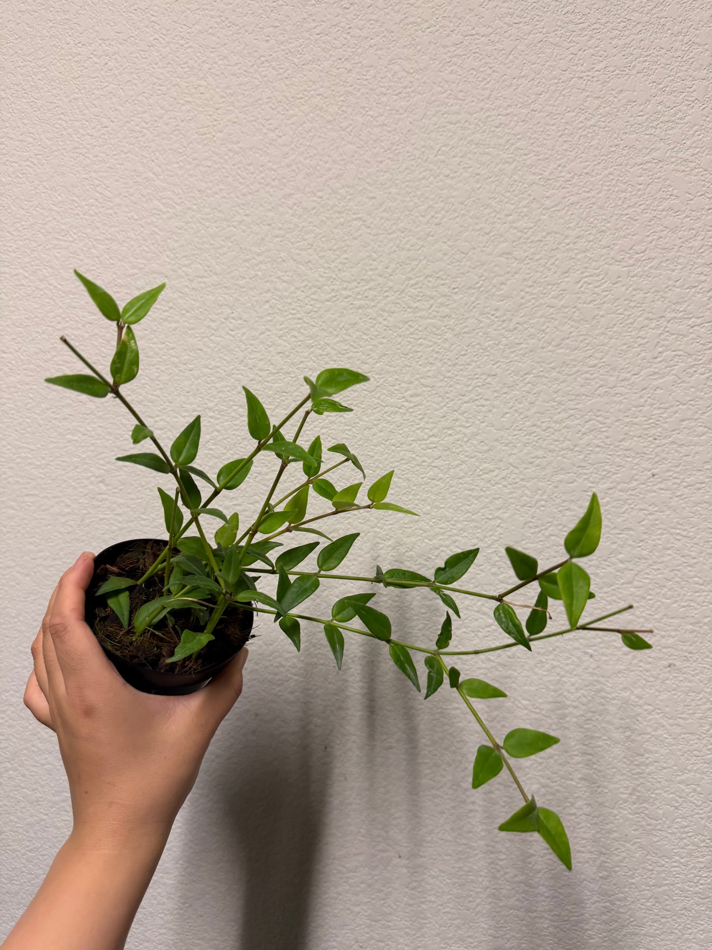 Hoya bella plant