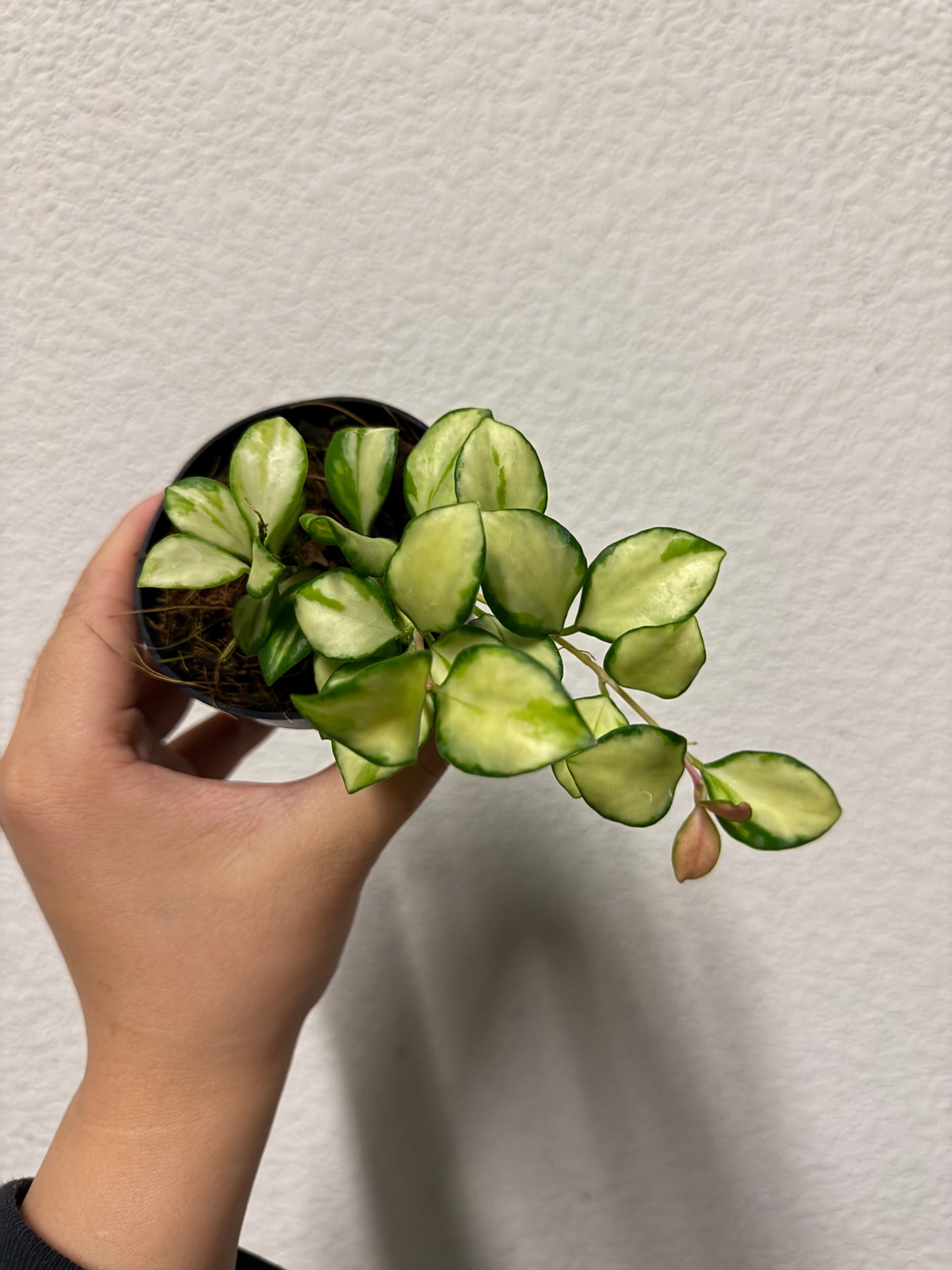 Hoya heuschkeliana variegated plant
