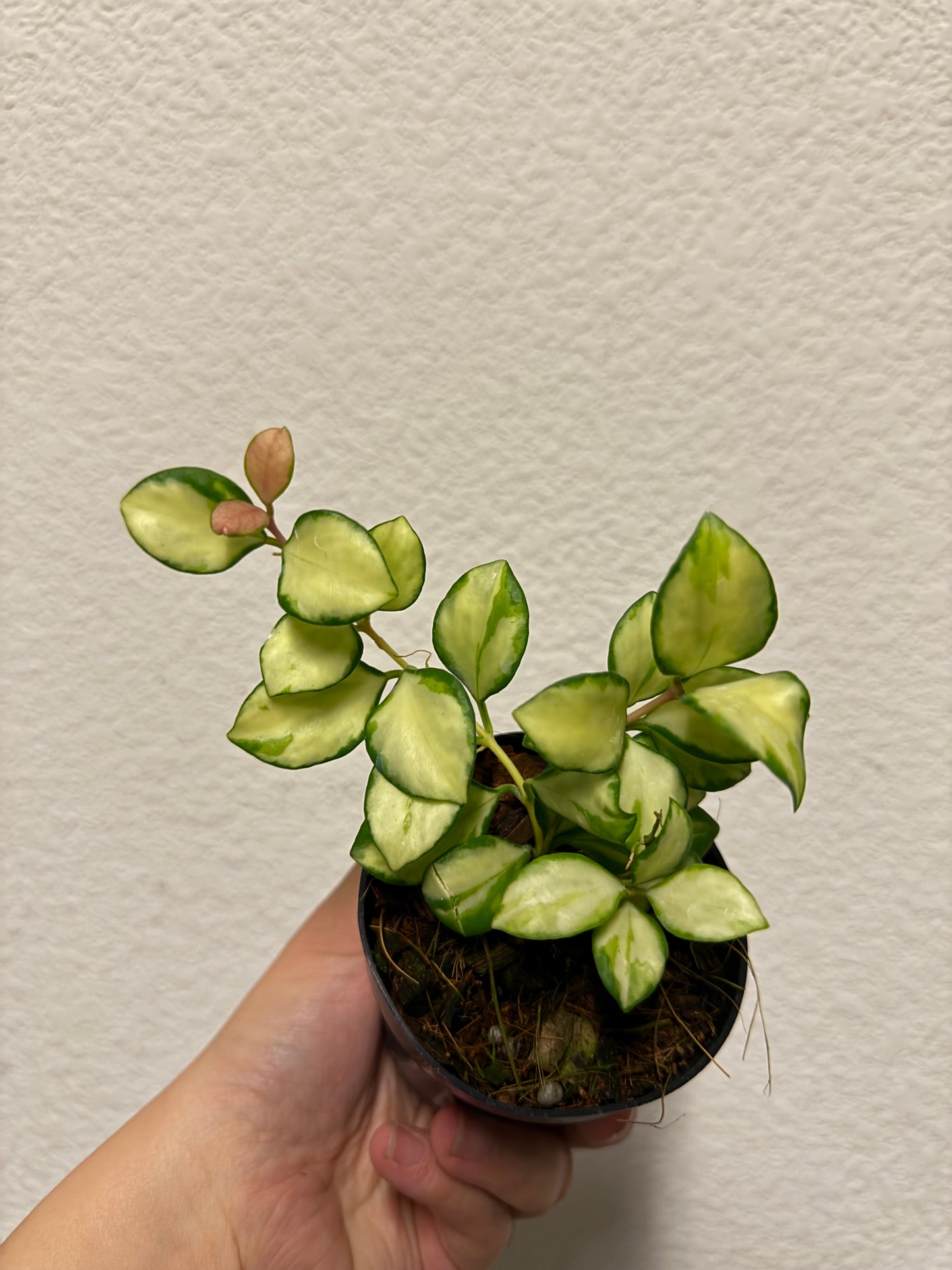 Hoya heuschkeliana variegated plant
