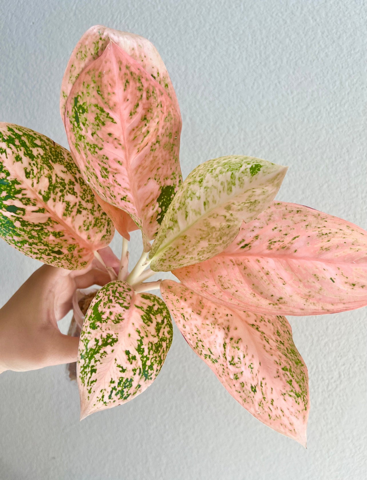 Aglaonema Orange Stardust Plant - Growers Choice
