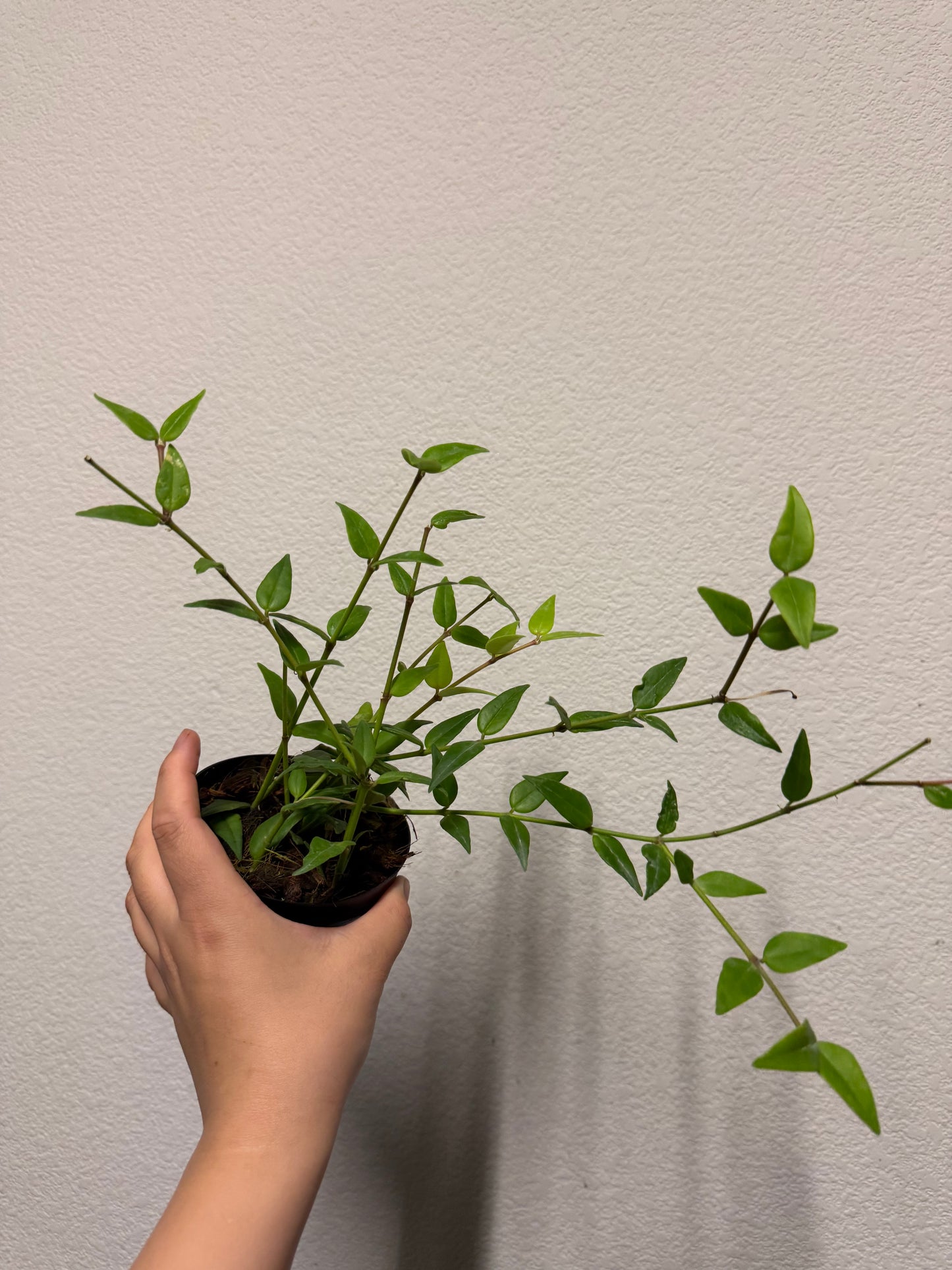 Hoya bella plant