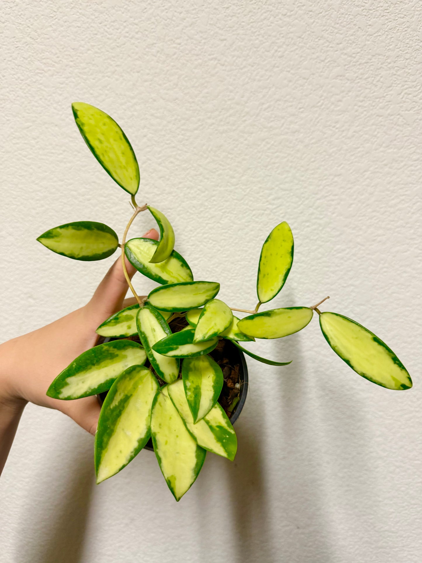 Hoya acuta (Inner variegation) plant
