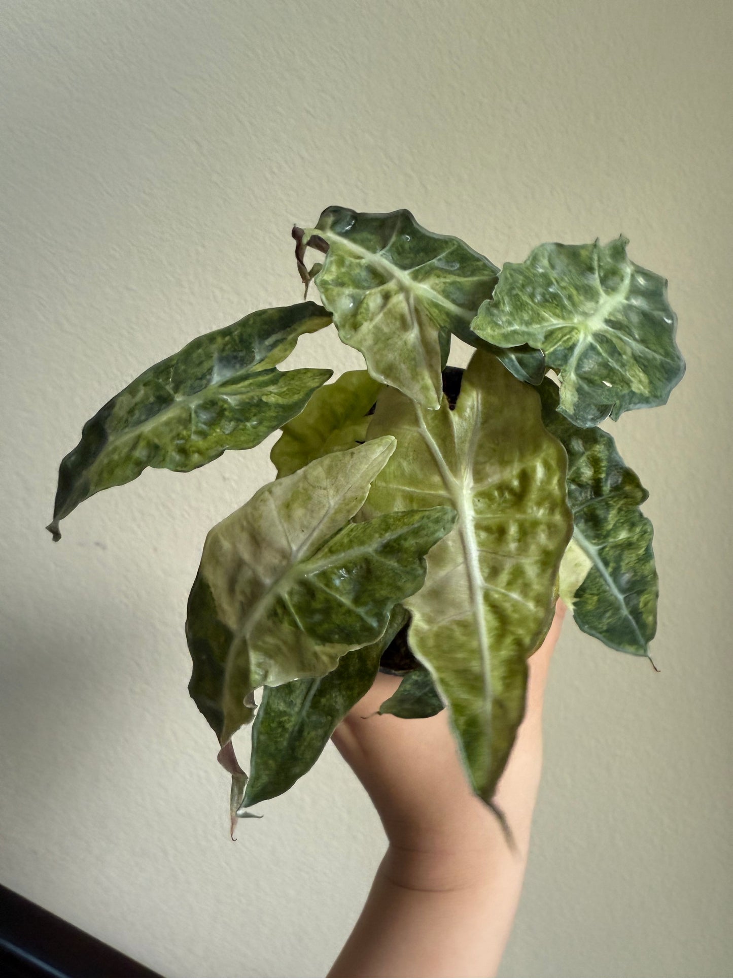Alocasia amazonica 'Polly' variegated plant