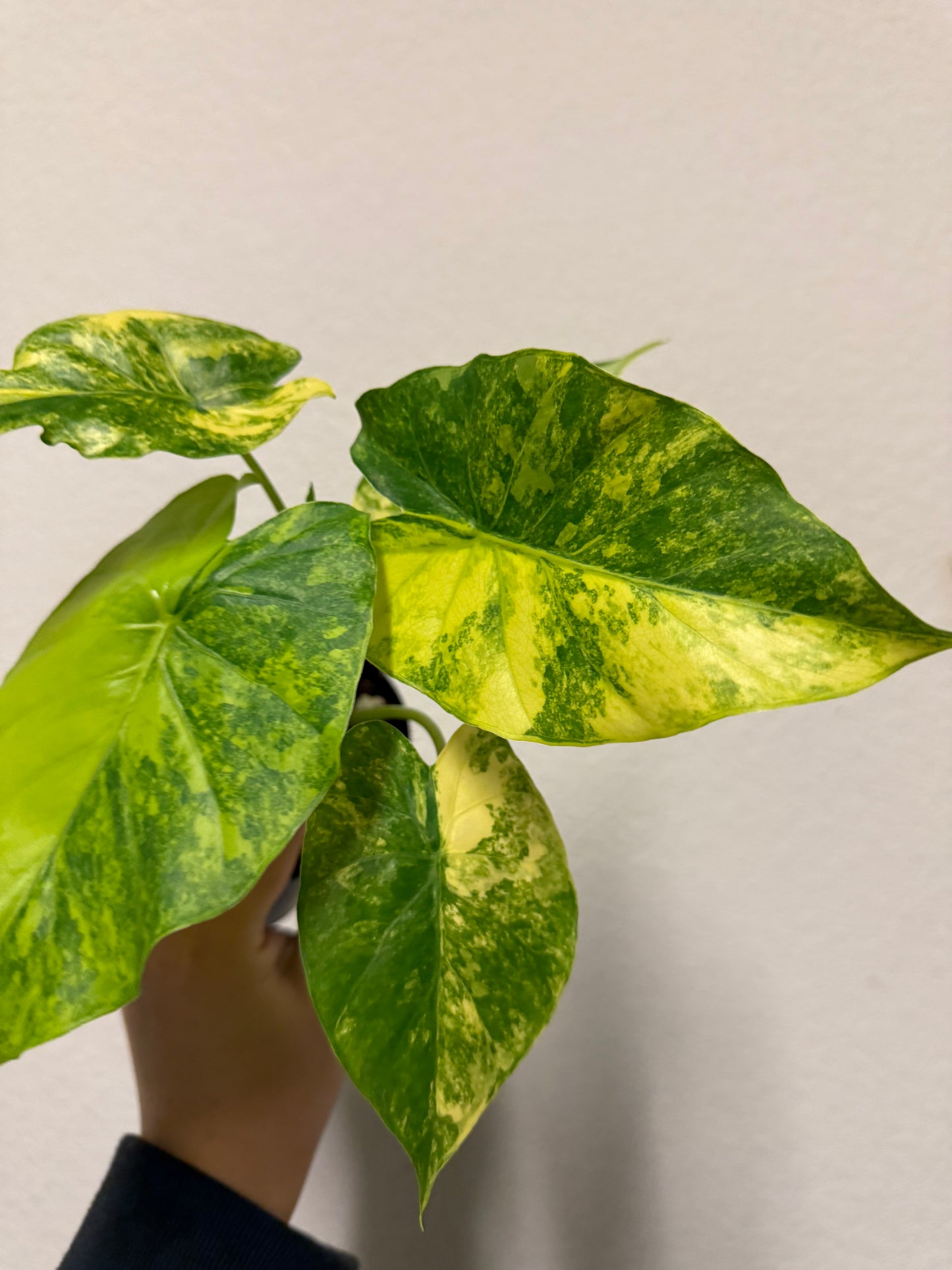 Alocasia gageana Aurea variegated plant