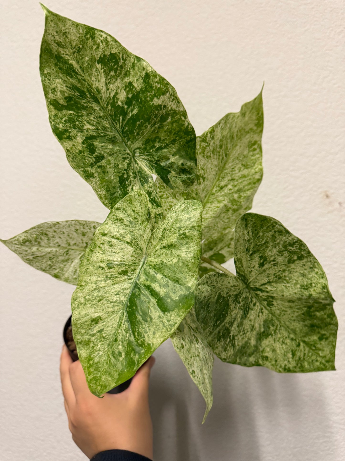 Alocasia odora 'Batik' variegated plant