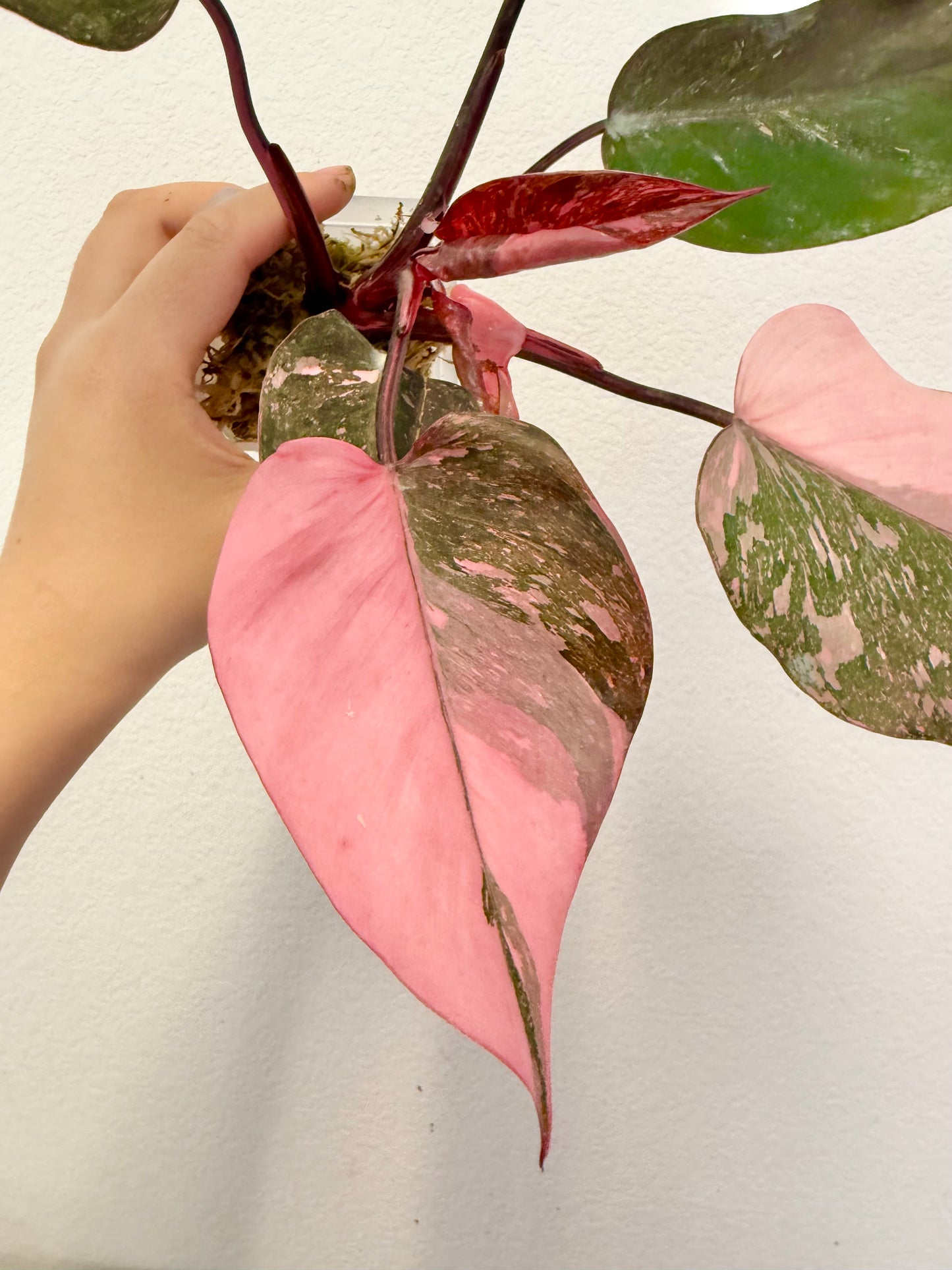 Philodendron Pink Princess Marble Galaxy Plant - Growers Choice