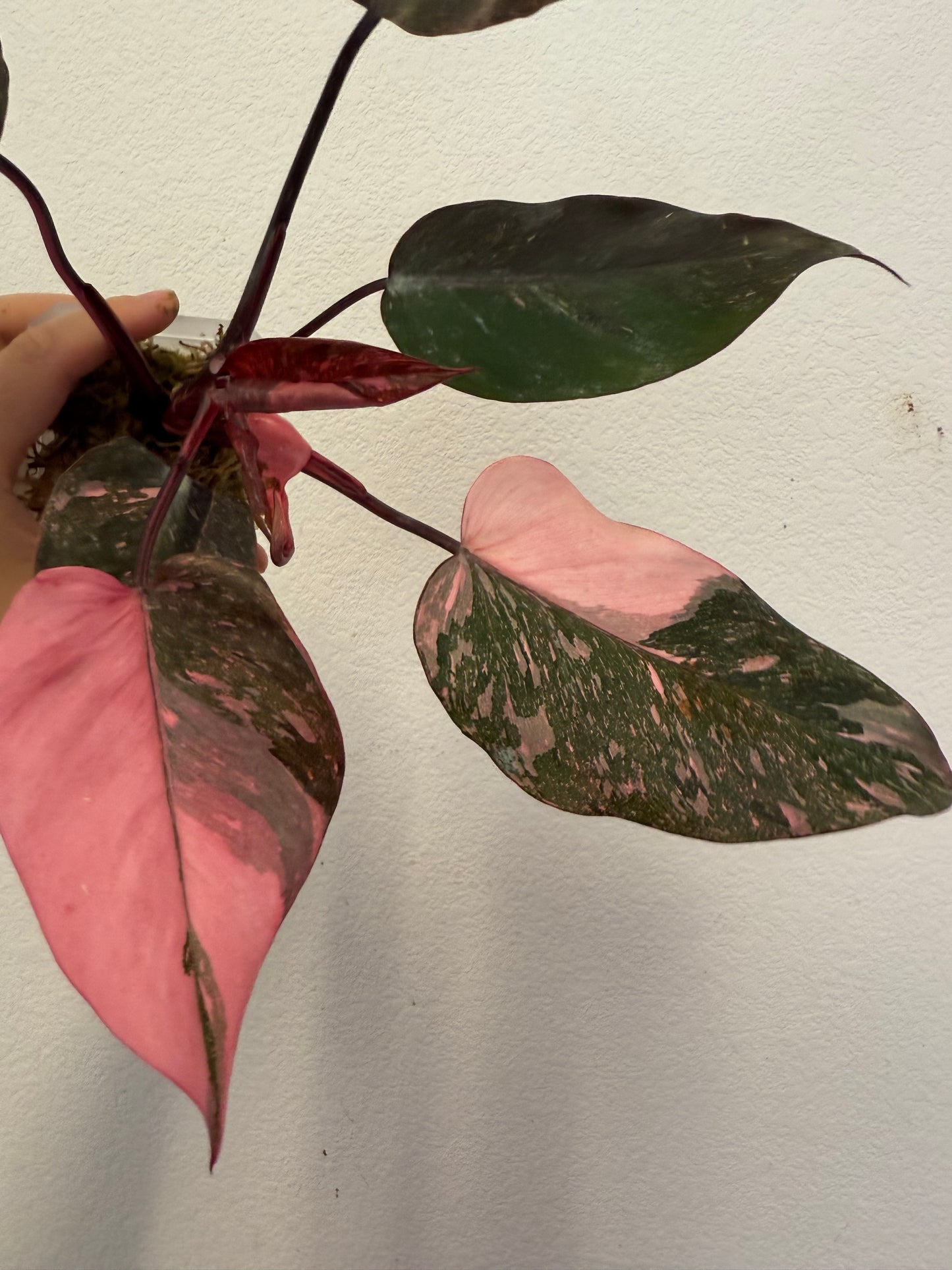 Philodendron Pink Princess Marble Galaxy Plant - Growers Choice