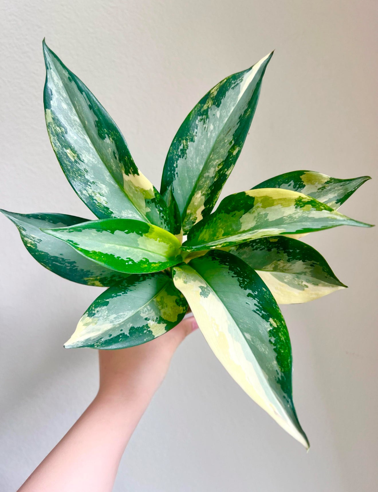 Aglaonema Suwannaphumi Plant - Growers Choice