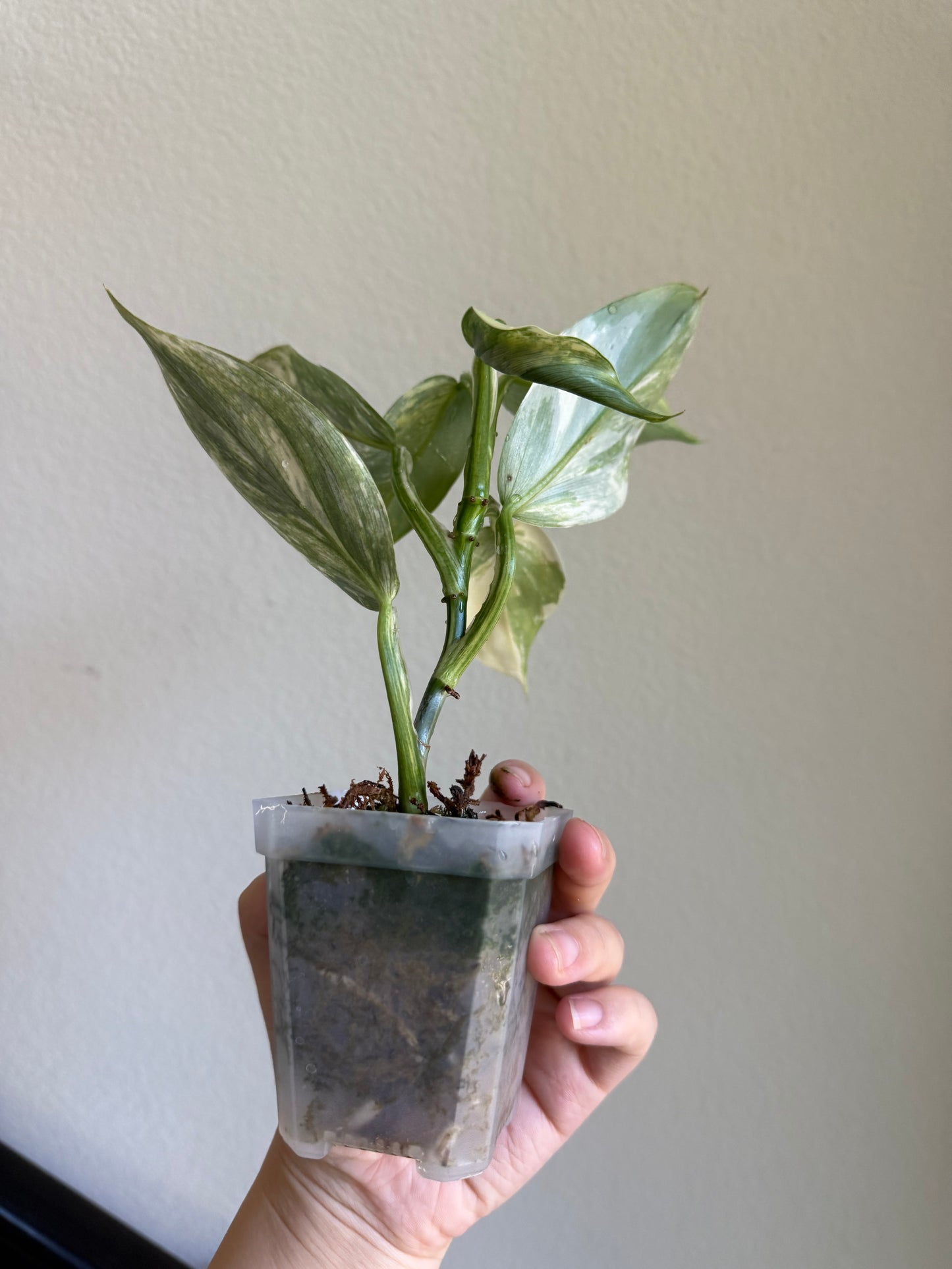 Philodendron silver sword variegated plant