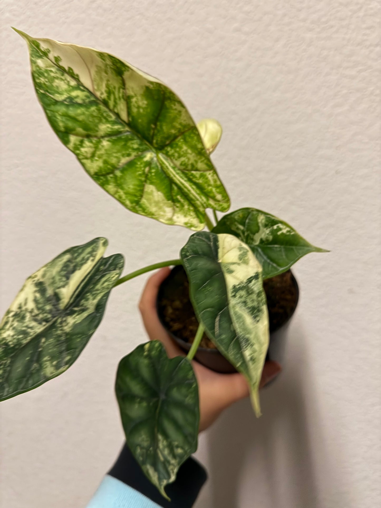 Alocasia baginda 'Dragon Scale' variegated plant