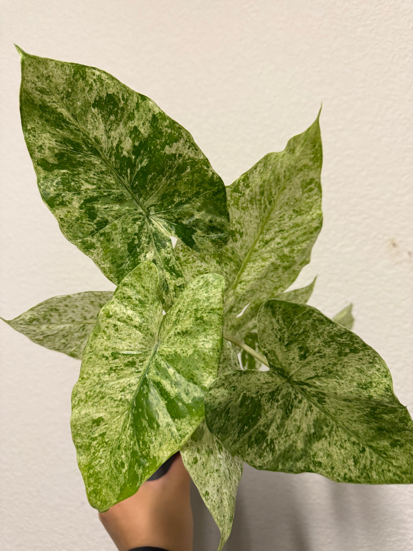Alocasia odora 'Batik' variegated plant
