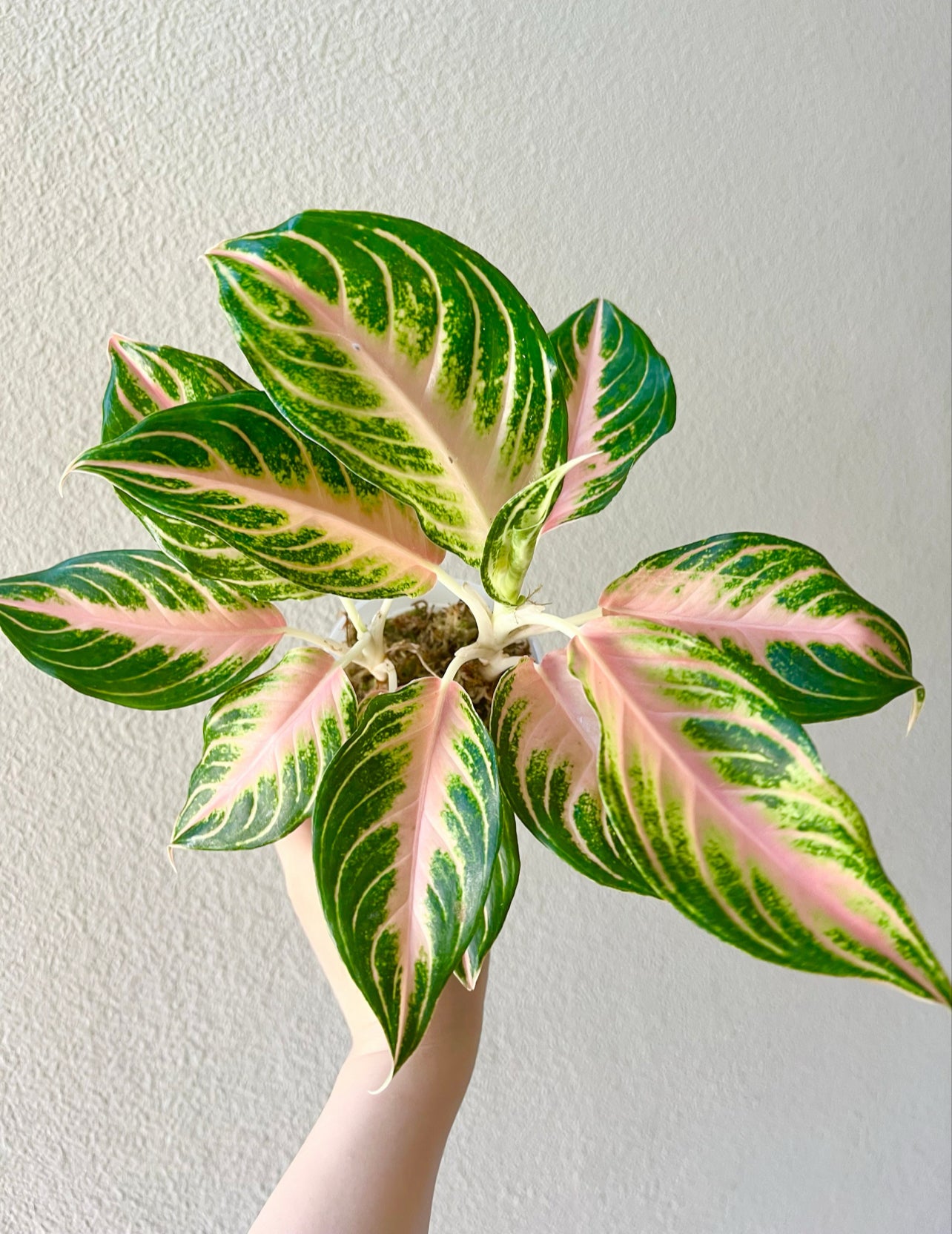 Aglaonema Pink Sunset Plant - Growers Choice