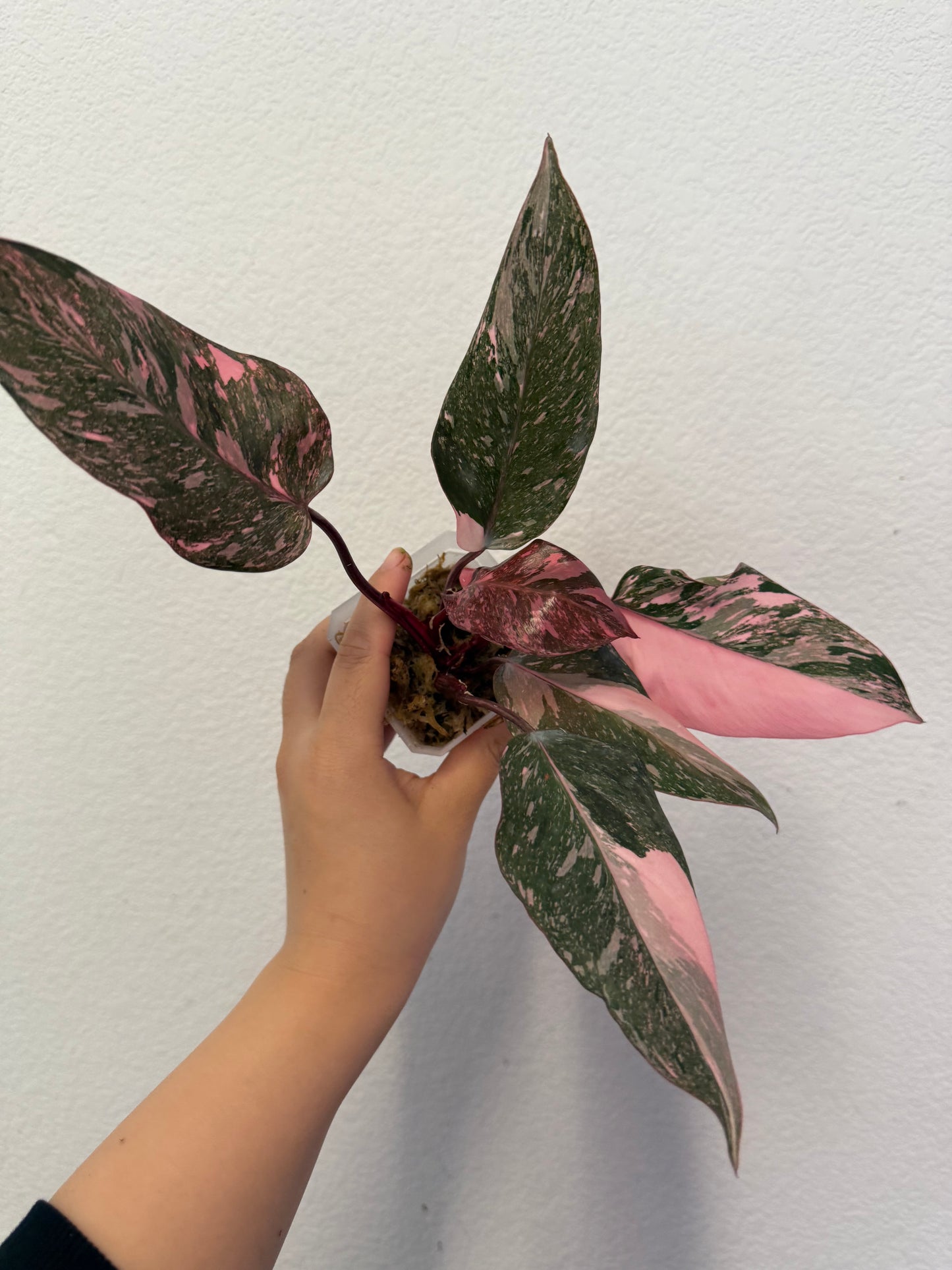 Philodendron Pink Princess Marble Galaxy Plant - Growers Choice