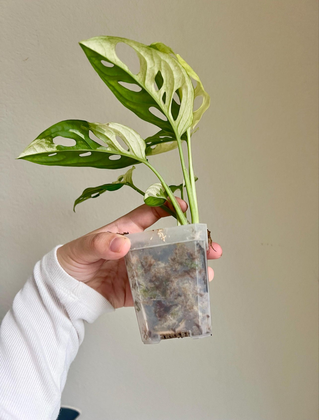 Monstera Adansonii Albo Variegated Plant - Growers choice