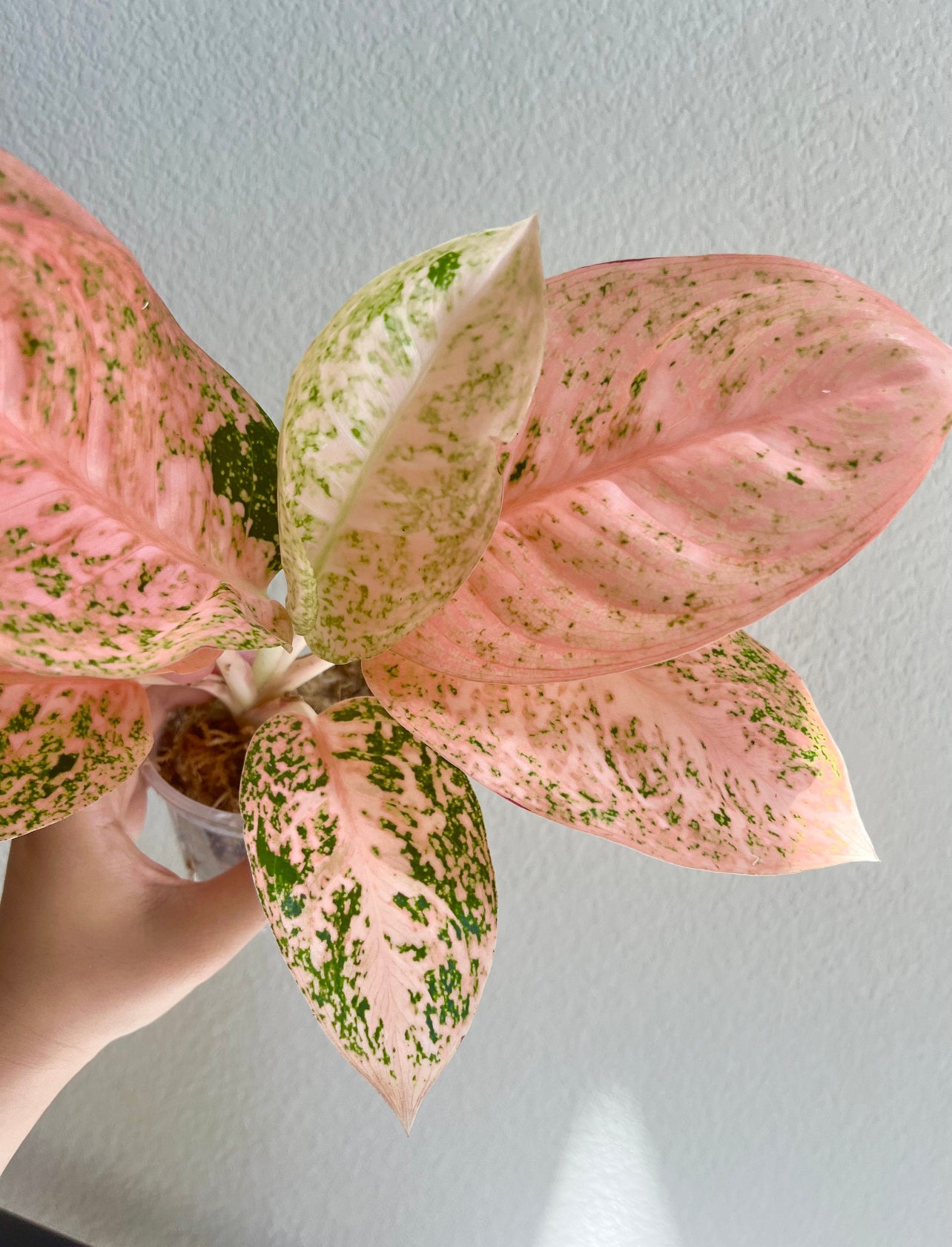 Aglaonema Orange Stardust Plant - Growers Choice