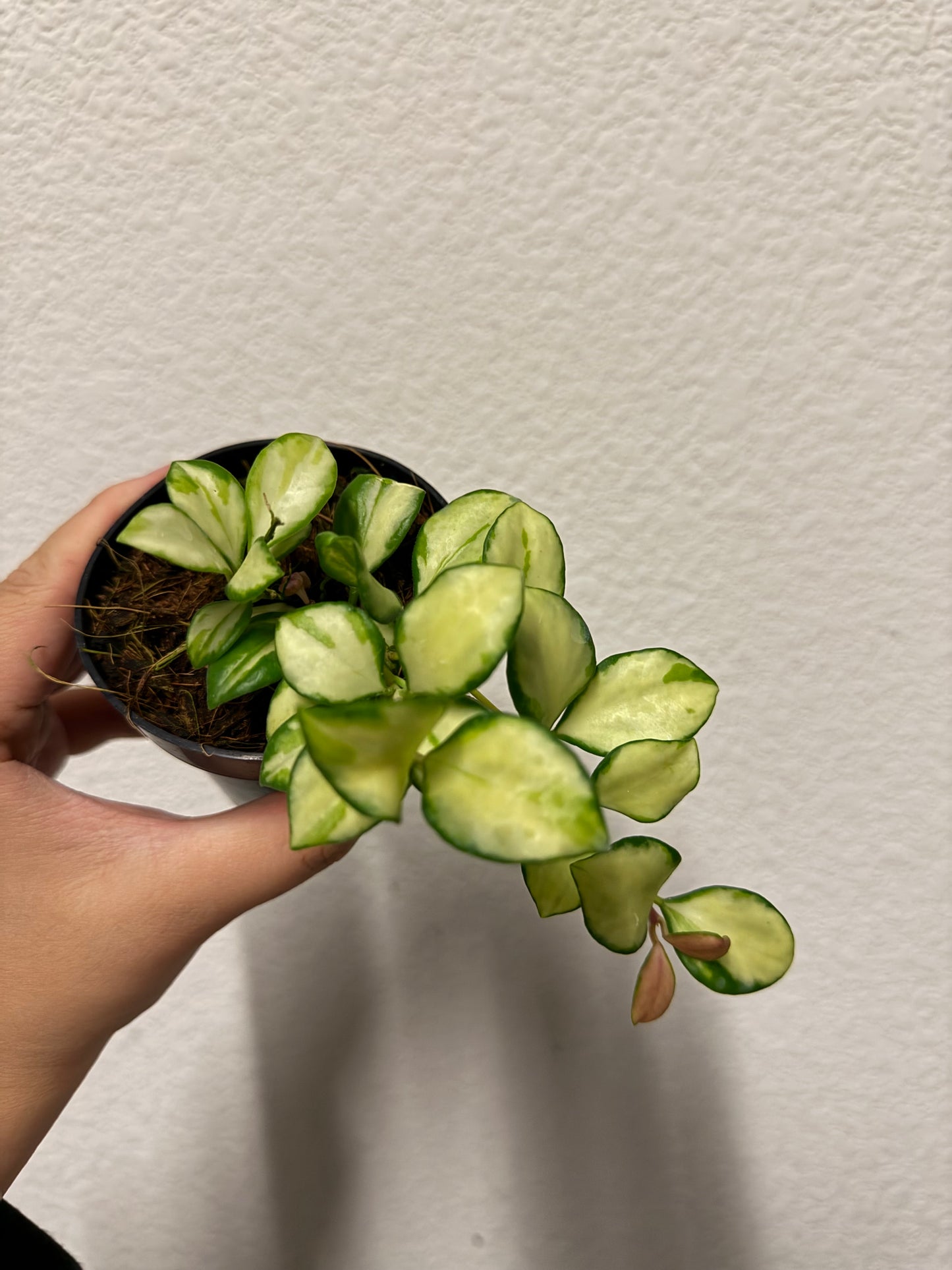 Hoya heuschkeliana variegated plant