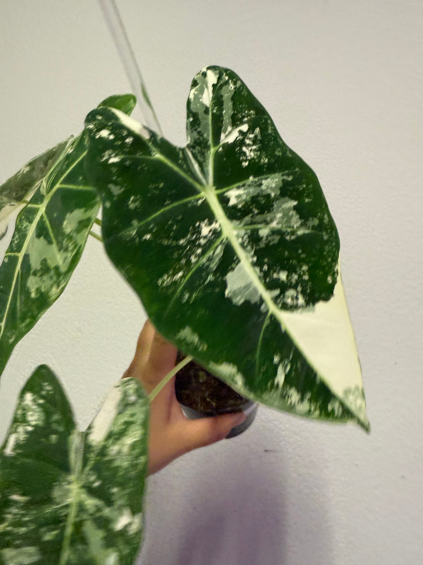 Alocasia frydek variegated plant