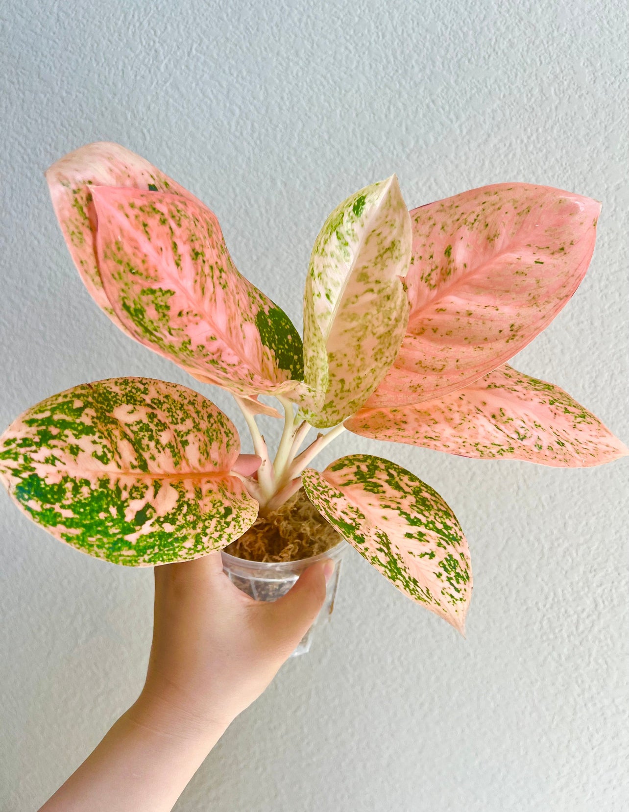 Aglaonema Orange Stardust Plant - Growers Choice
