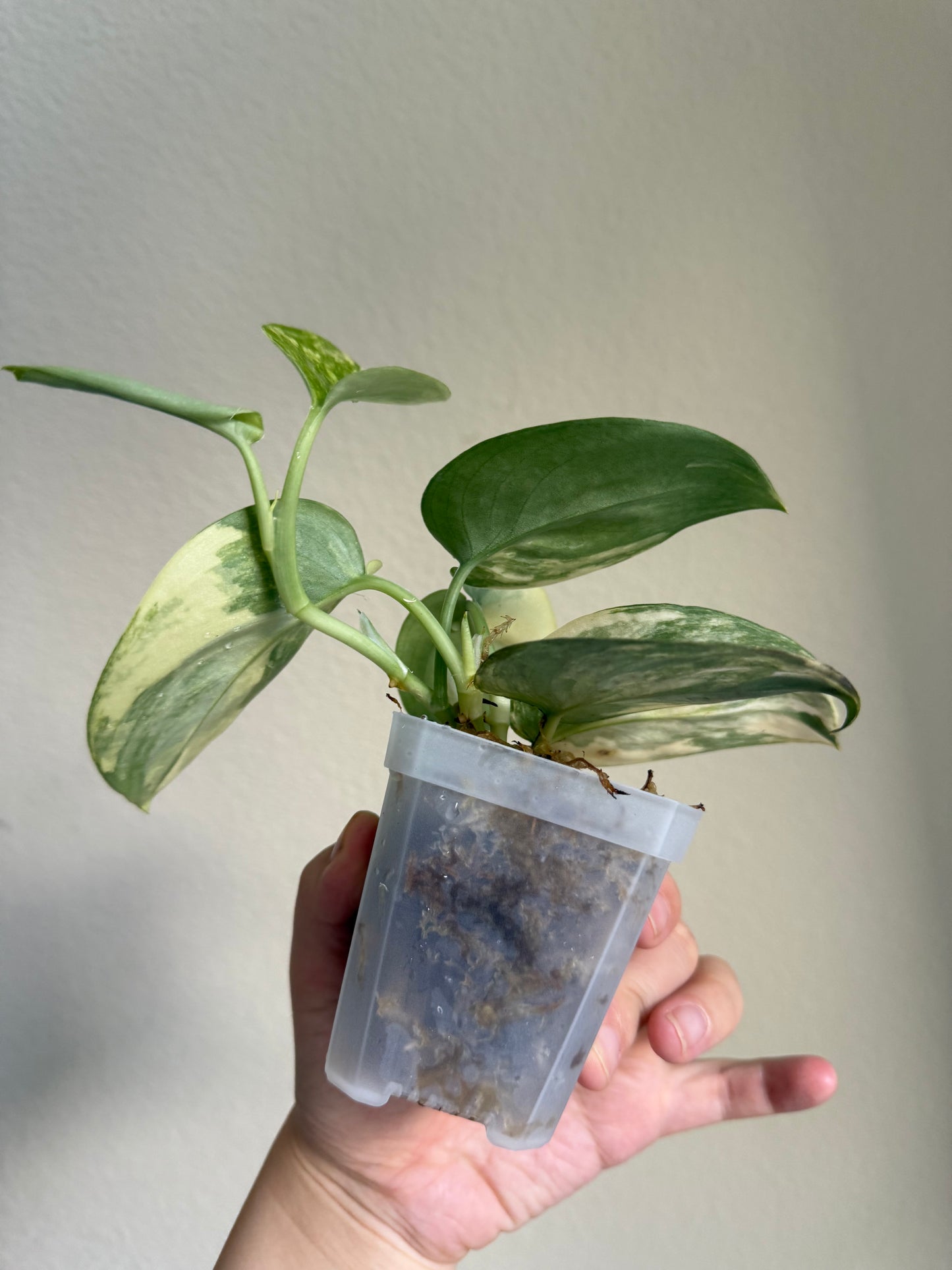 Scindapsus Jade Satin Variegated Plant - Growers choice