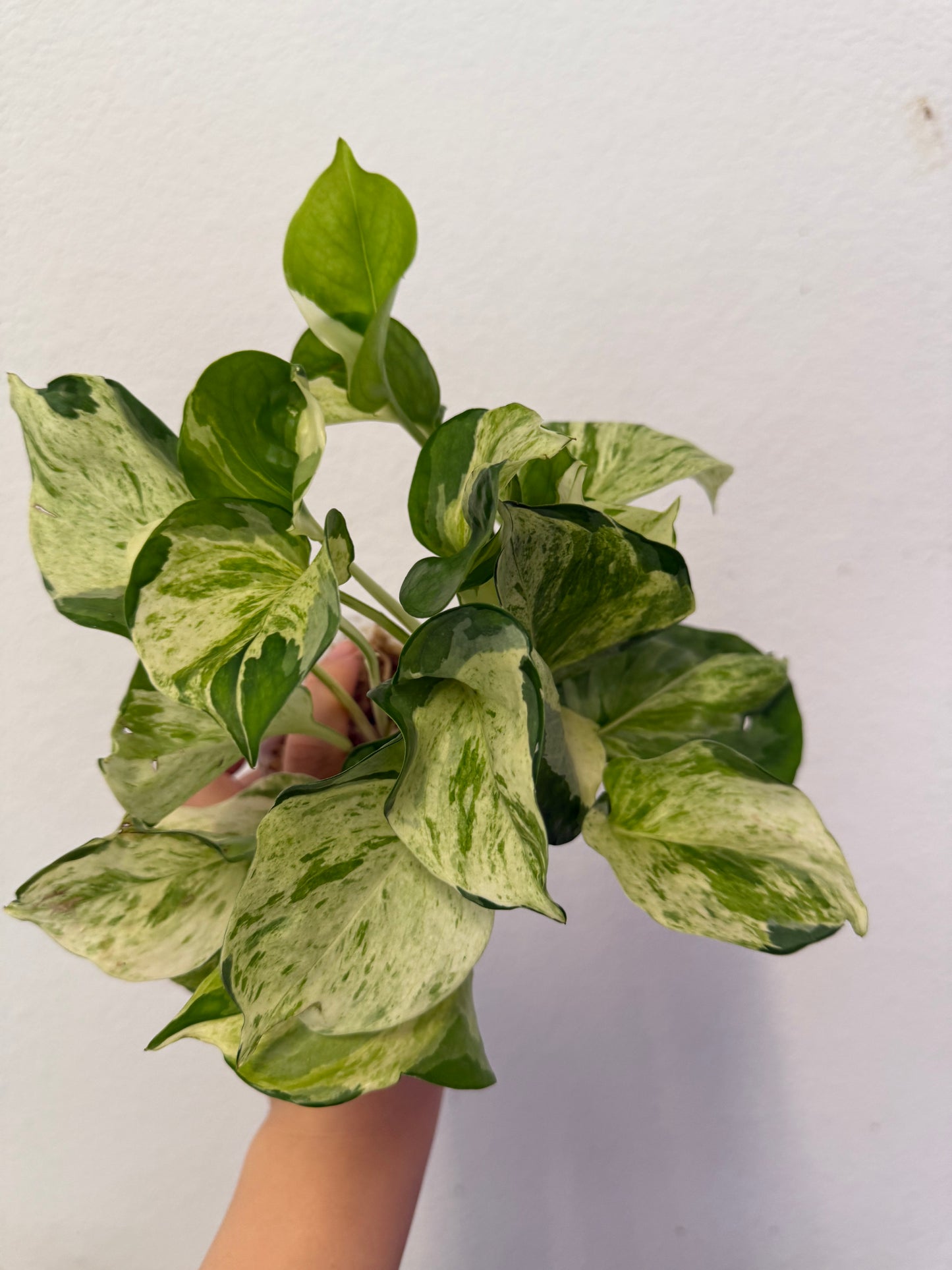 Manjula Pothos Plant - Growers Choice
