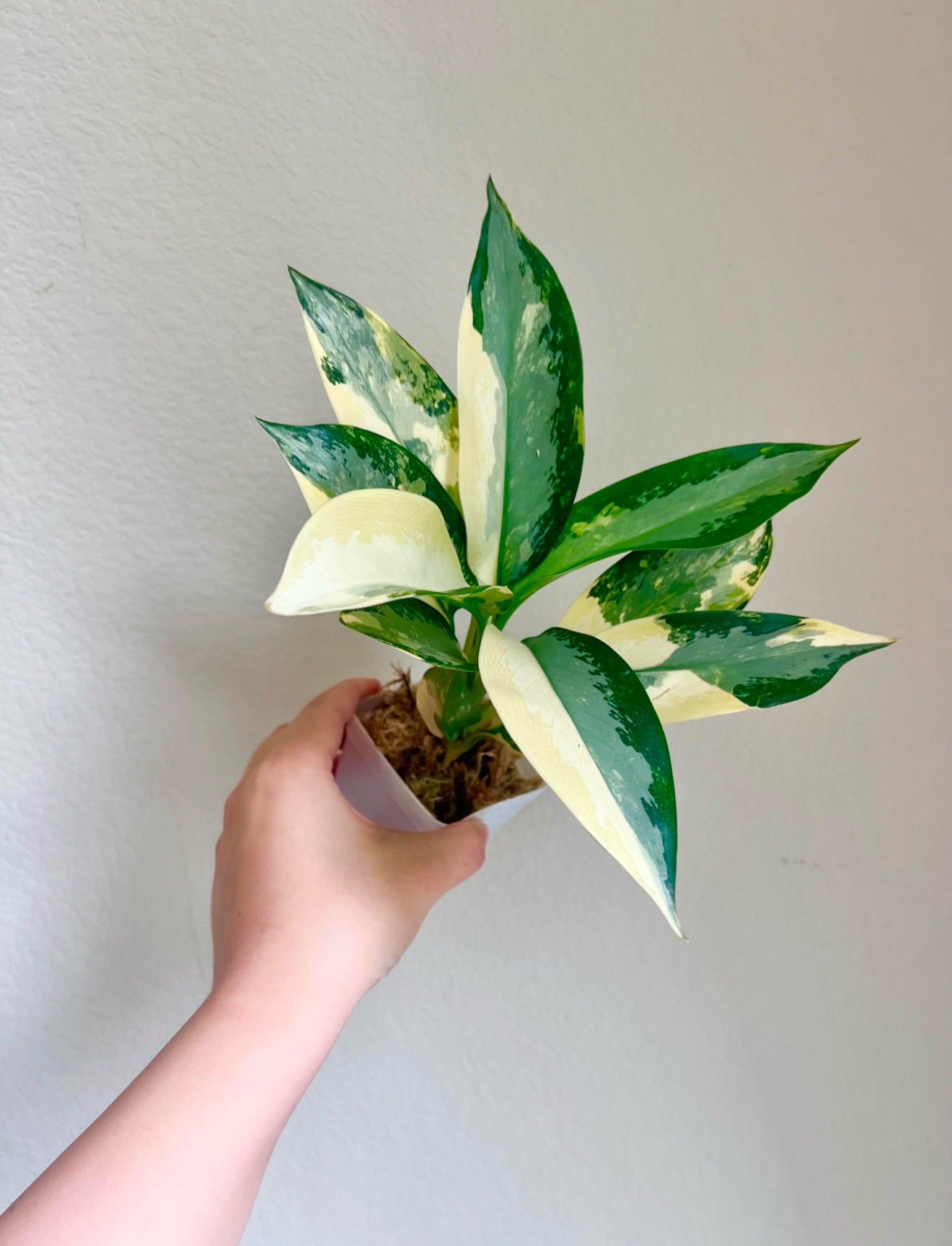 Aglaonema Suwannaphumi Plant - Growers Choice