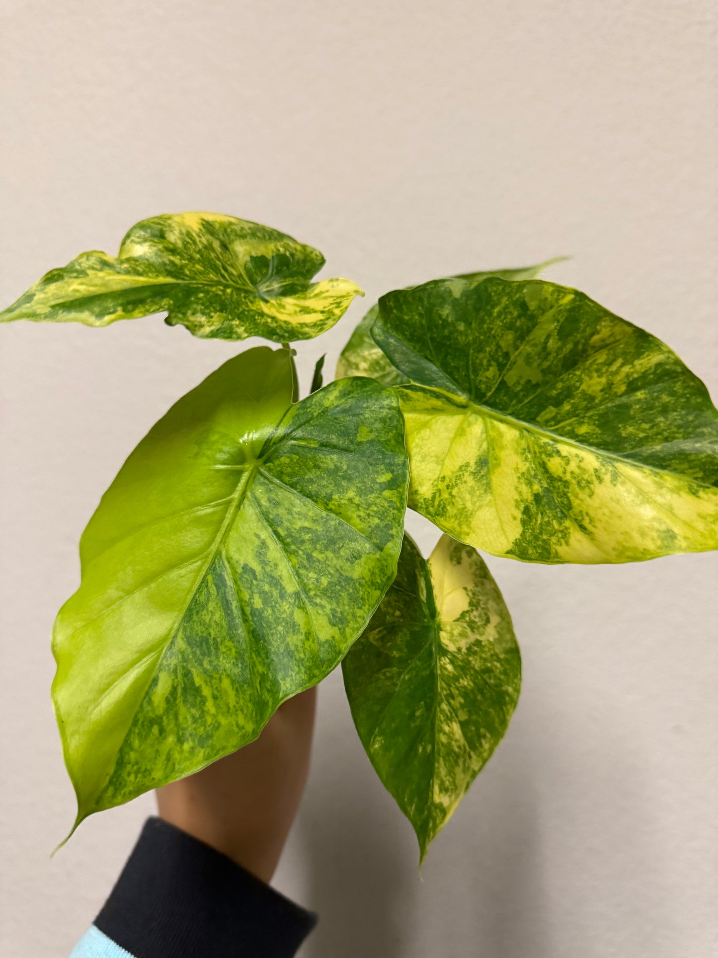 Alocasia gageana Aurea variegated plant