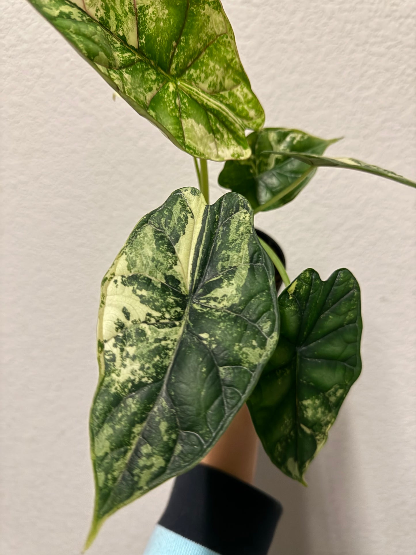 Alocasia baginda 'Dragon Scale' variegated plant