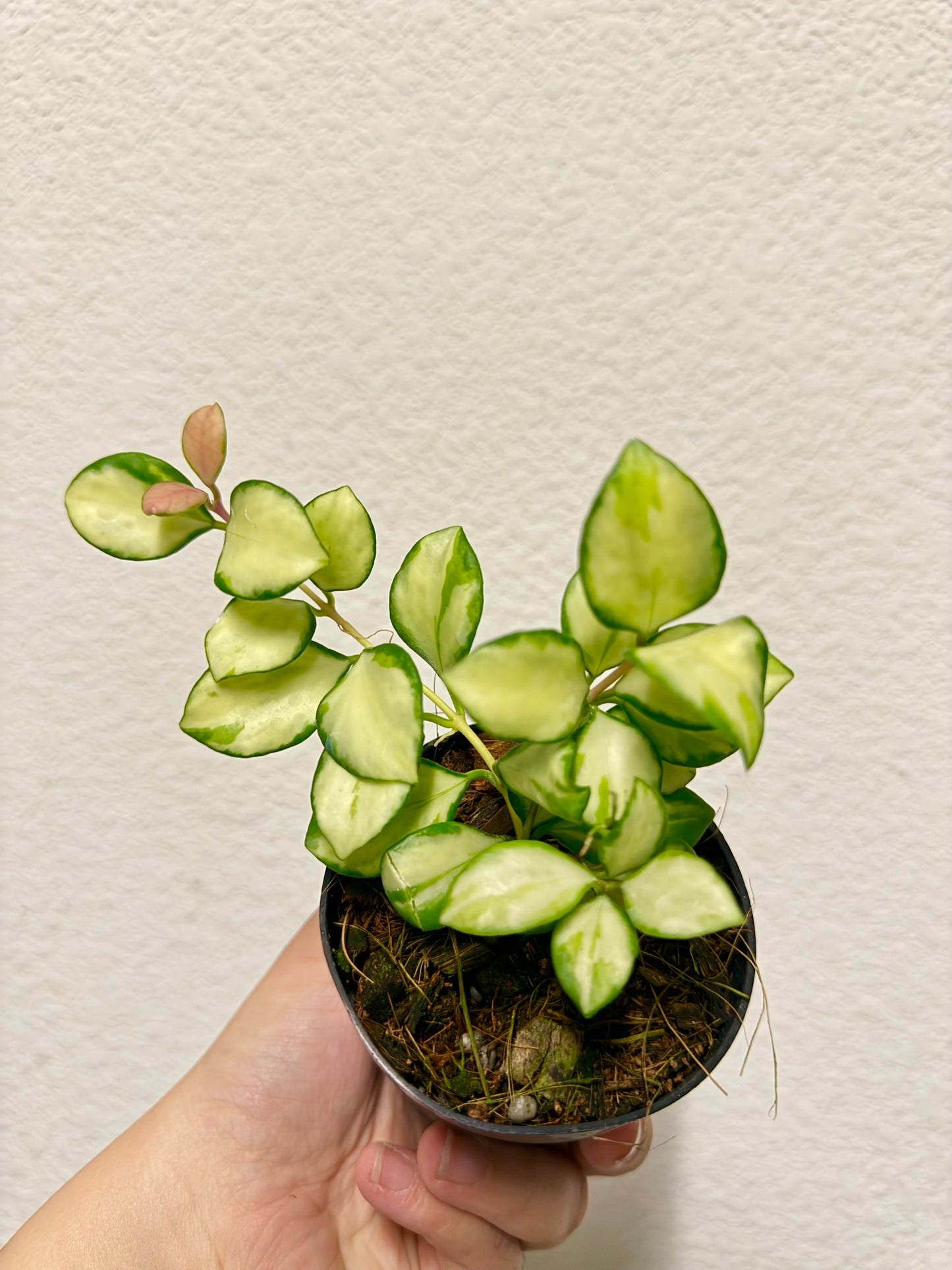 Hoya heuschkeliana variegated plant