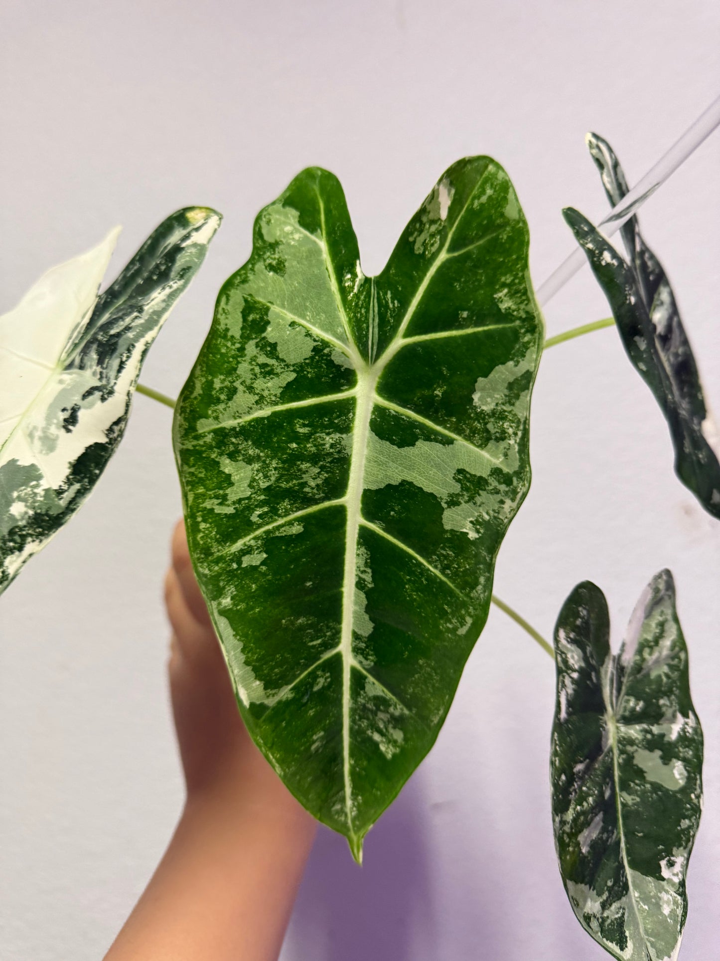 Alocasia frydek variegated plant