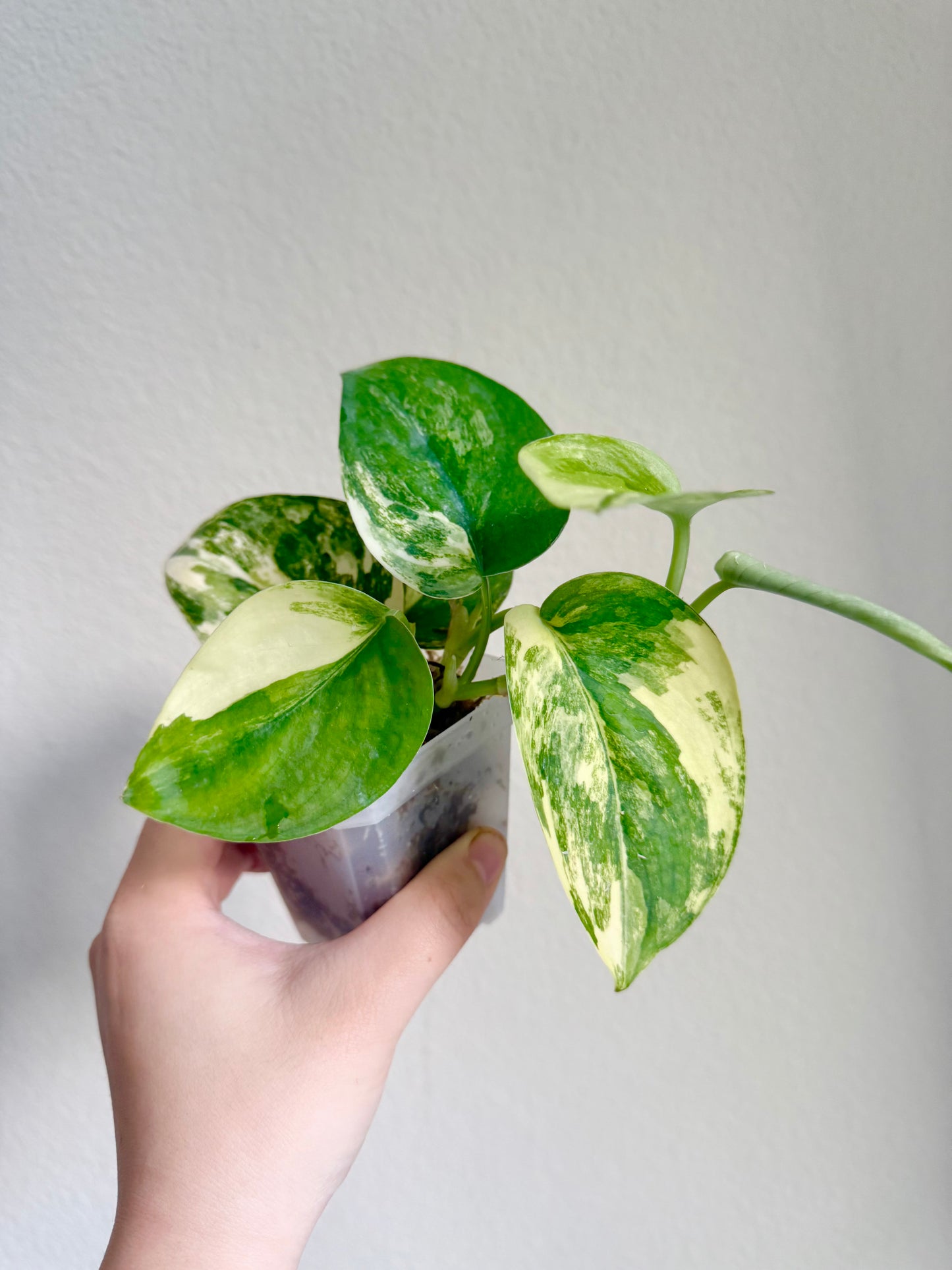 Scindapsus Jade Satin Variegated Plant - Growers choice