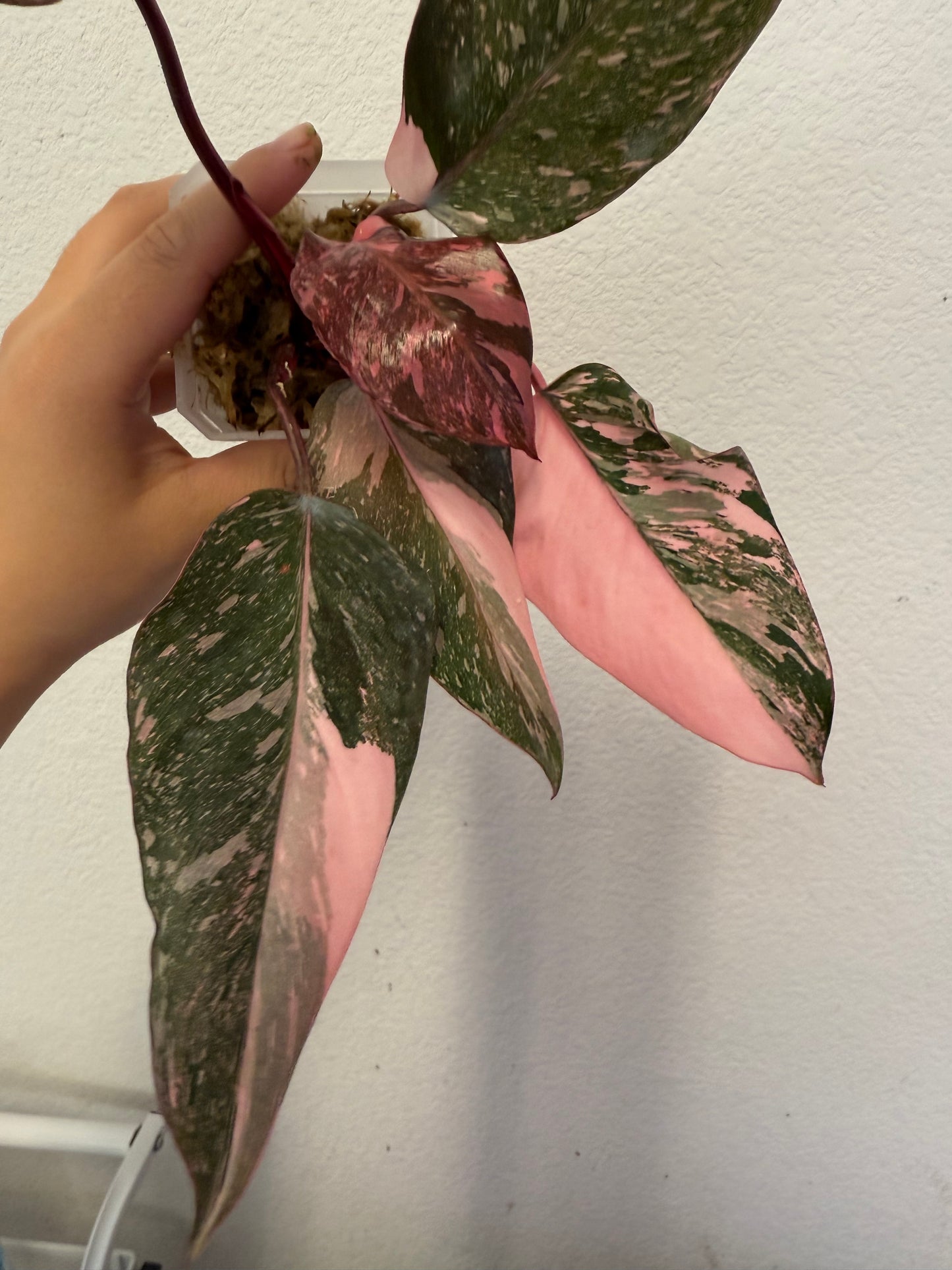 Philodendron Pink Princess Marble Galaxy Plant - Growers Choice