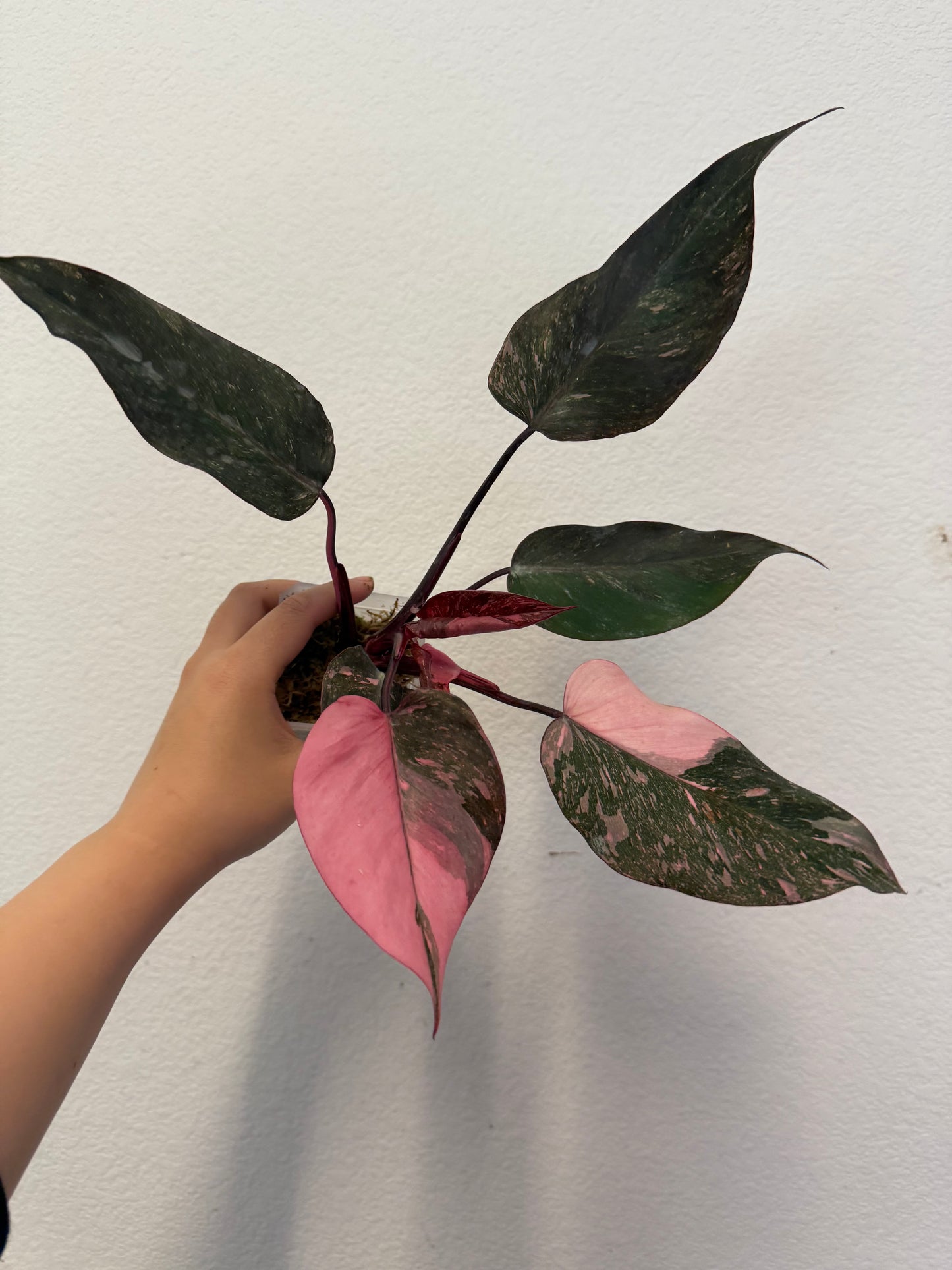 Philodendron Pink Princess Marble Galaxy Plant - Growers Choice