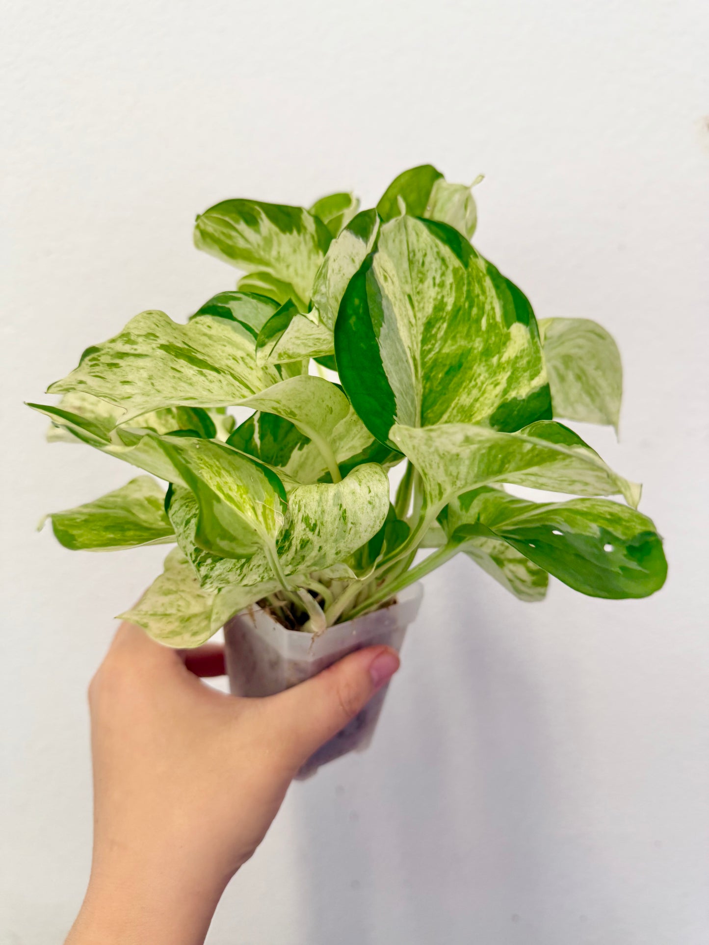 Manjula Pothos Plant - Growers Choice