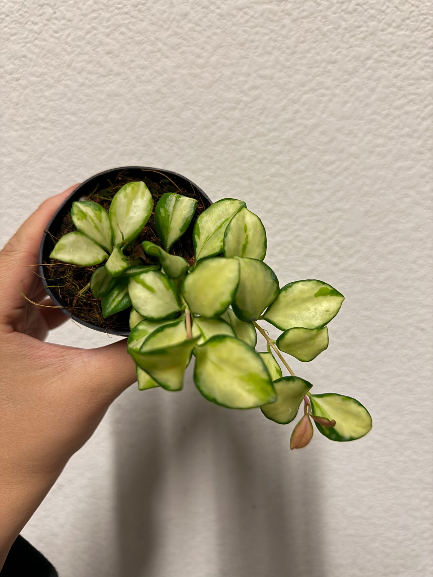 Hoya heuschkeliana variegated plant