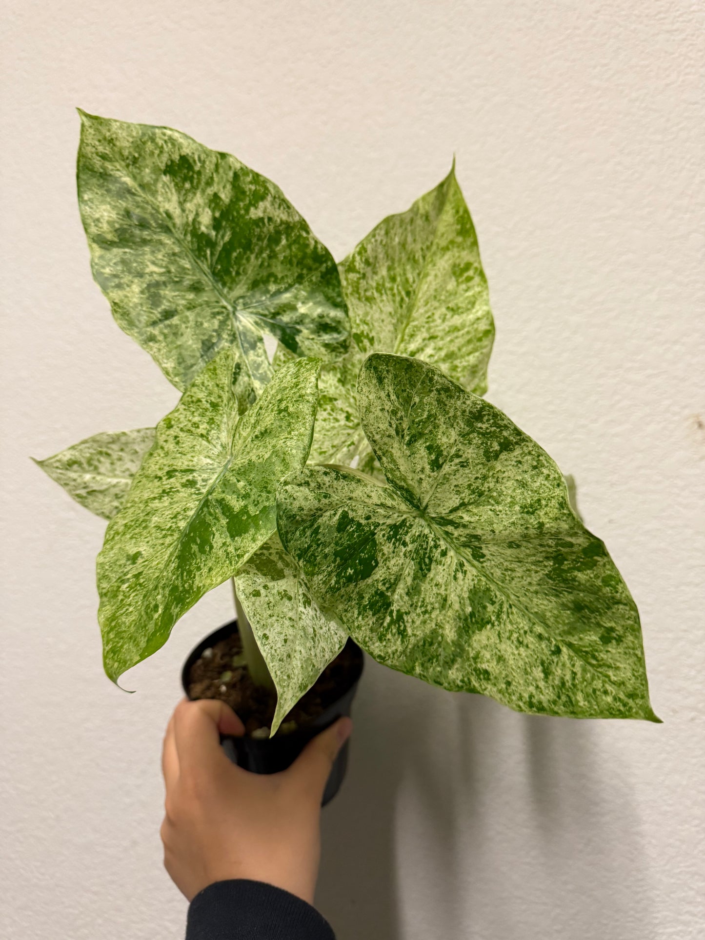 Alocasia odora 'Batik' variegated plant
