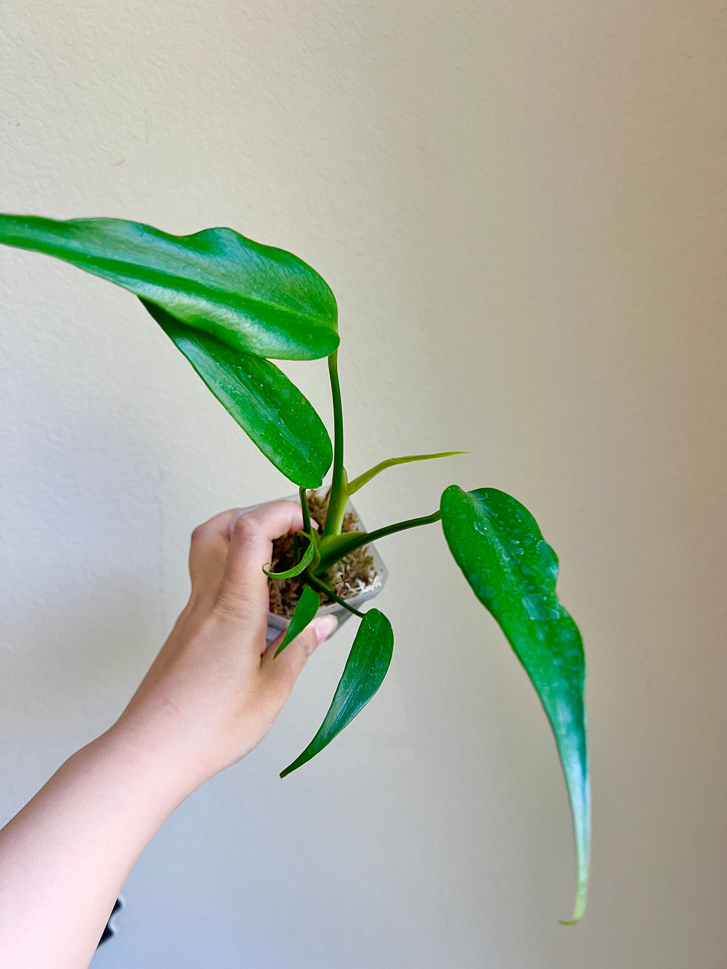 Monstera Burle Marx Flame Plant - Growers choice
