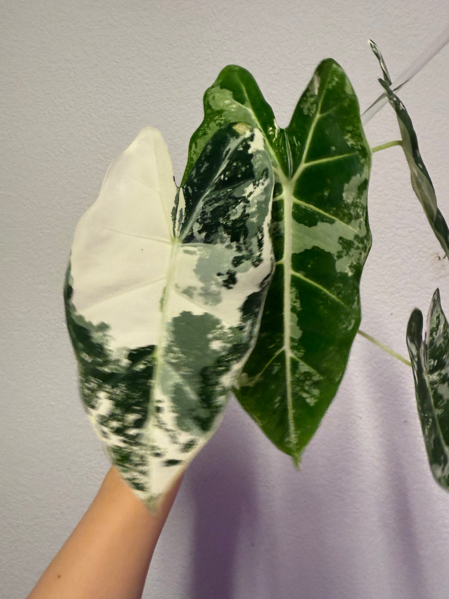 Alocasia frydek variegated plant